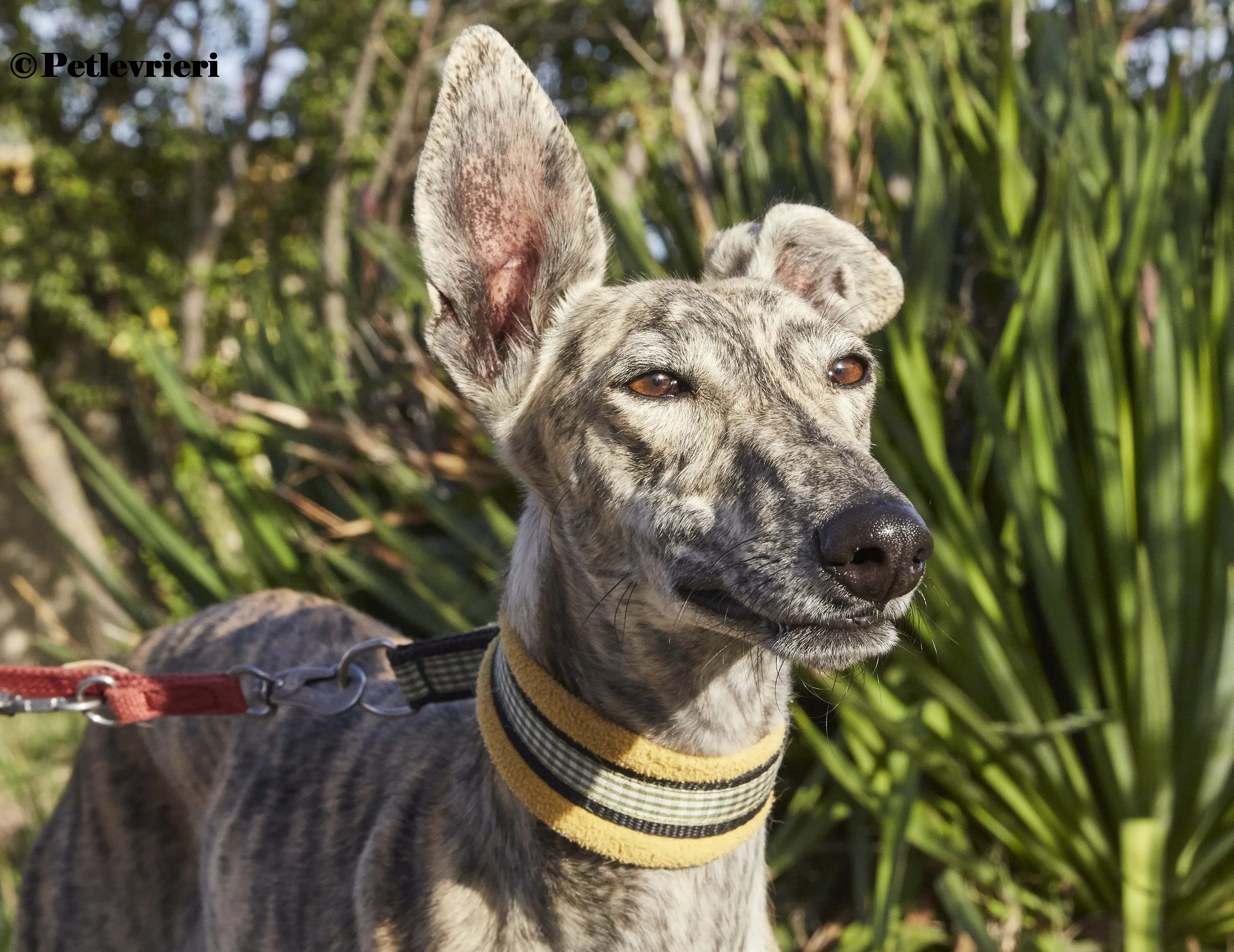 Gwen galgo adozione pet levrieri onlus 7