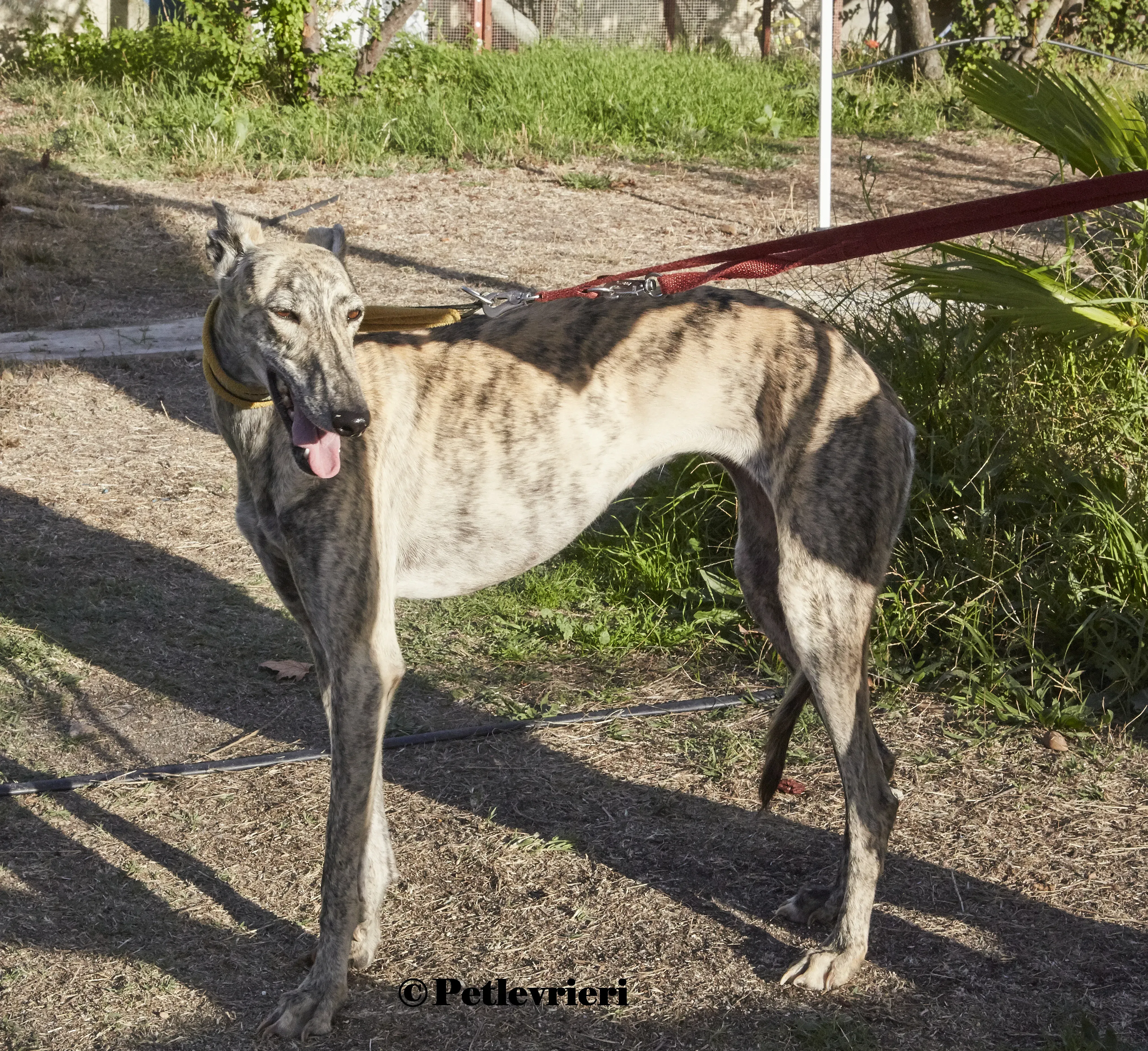Gwen galgo adozione pet levrieri onlus 8