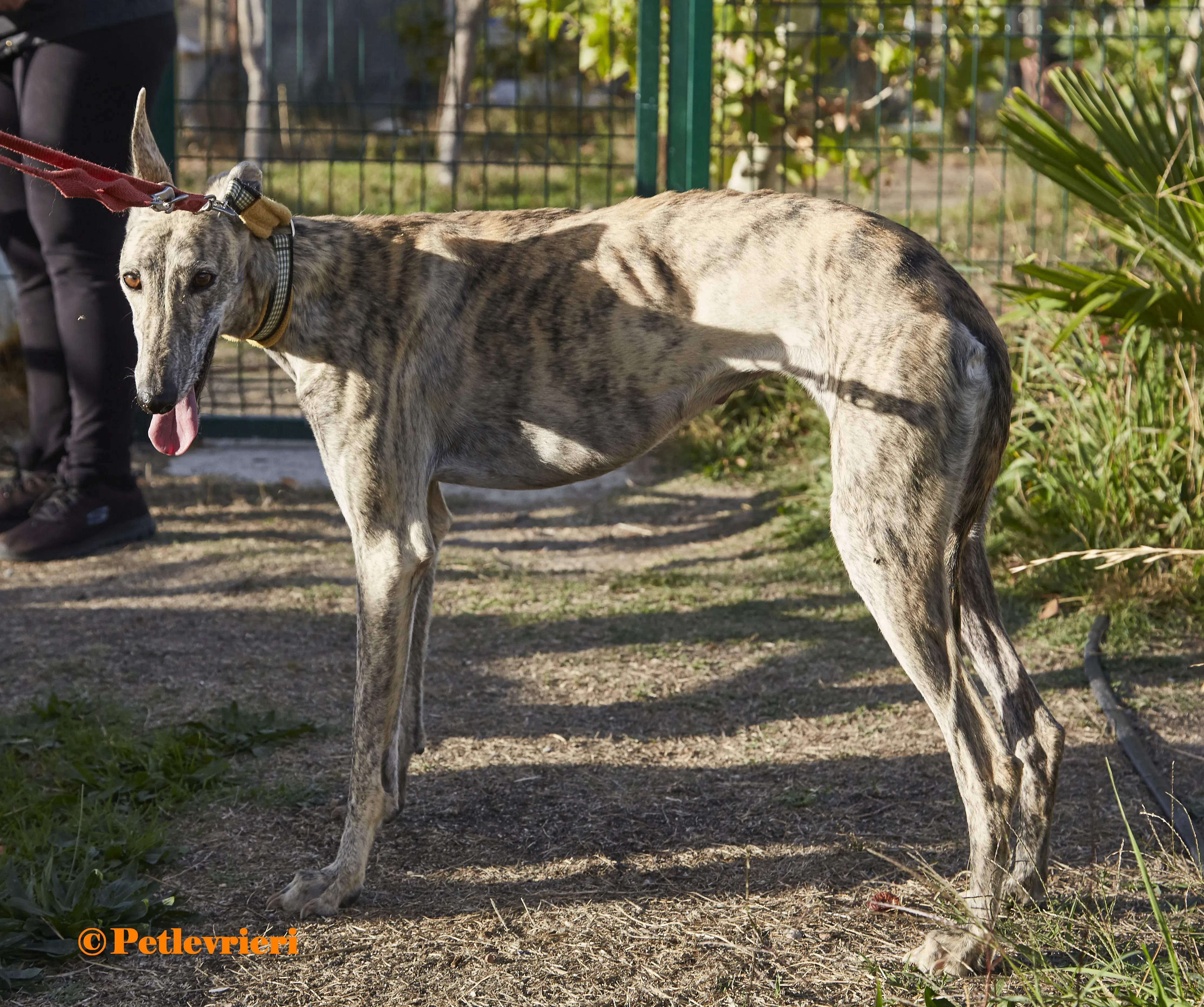 Gwen galgo adozione pet levrieri onlus 9
