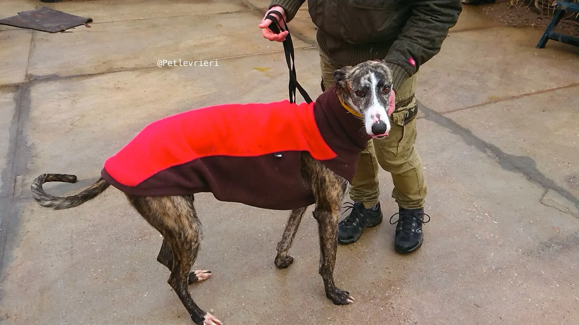 HANCINI adozione levrieri galgo 1