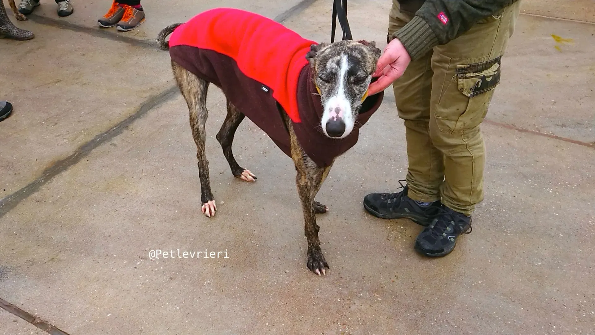 HANCINI adozione levrieri galgo 2