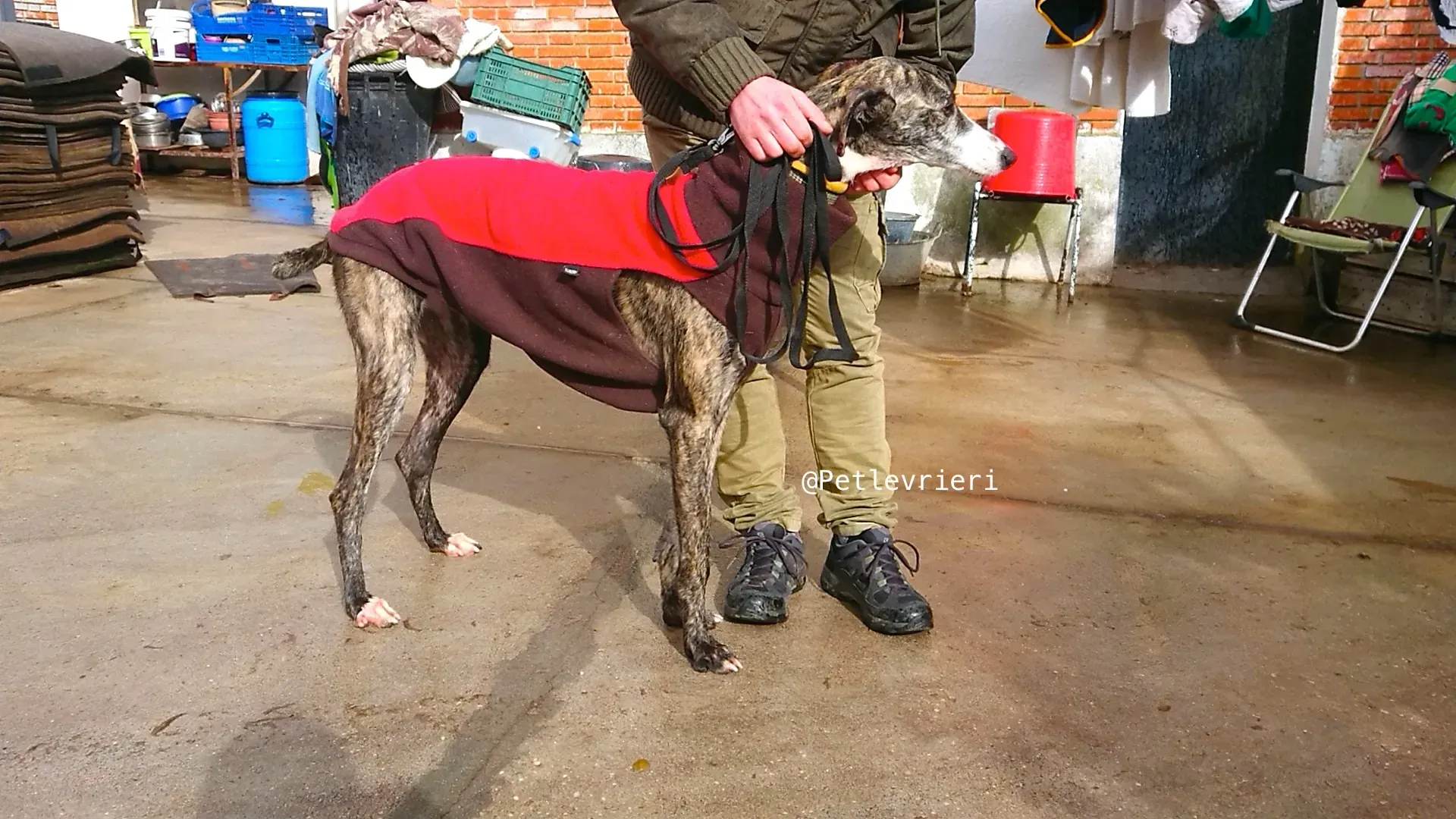 HANCINI adozione levrieri galgo 3