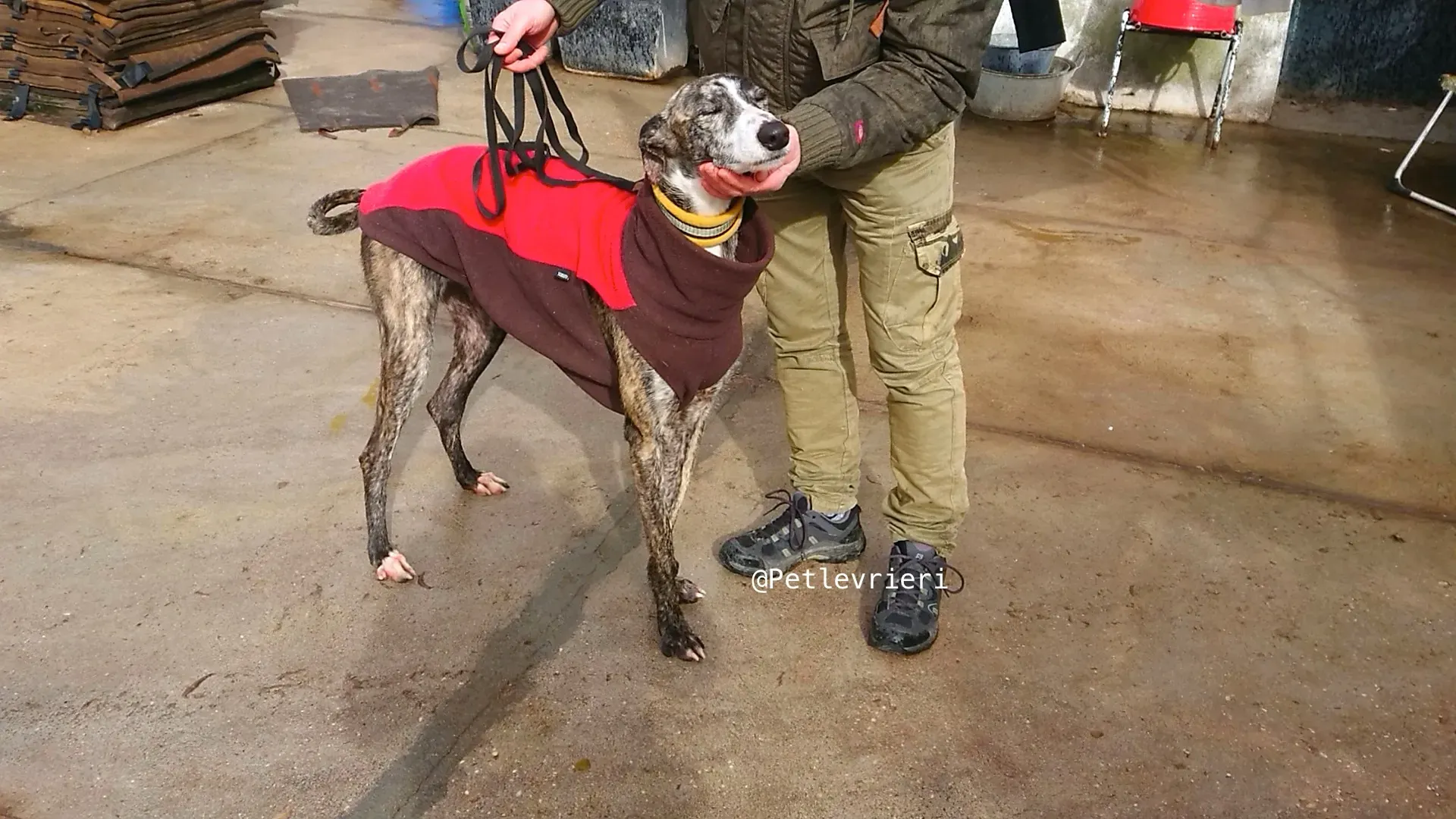 HANCINI adozione levrieri galgo 4