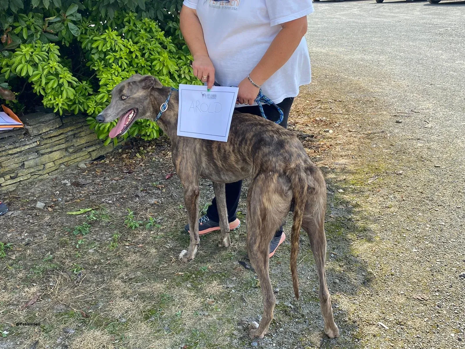 HAROLD Greyhound adozione levrieri 1