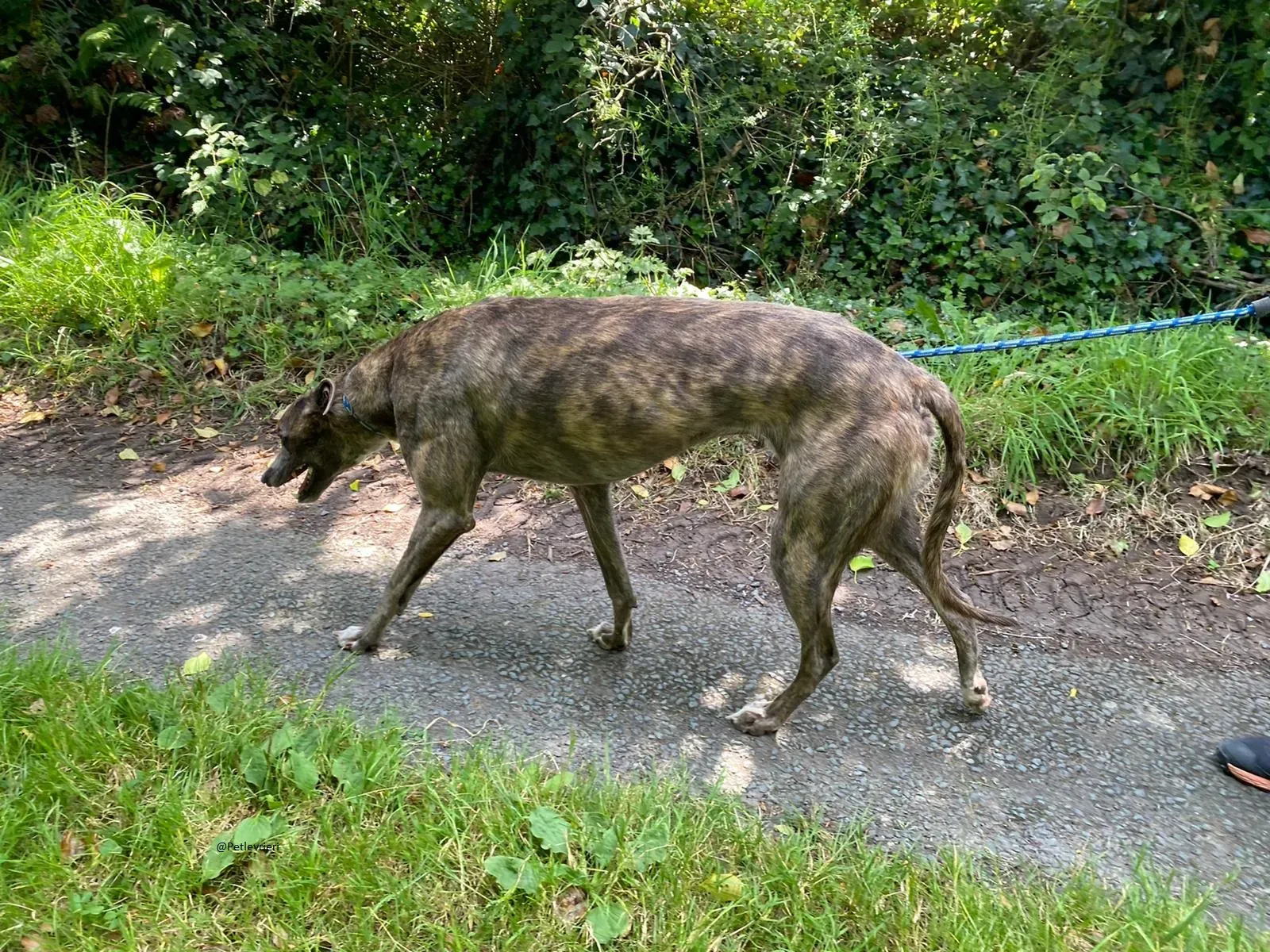 HAROLD Greyhound adozione levrieri 10