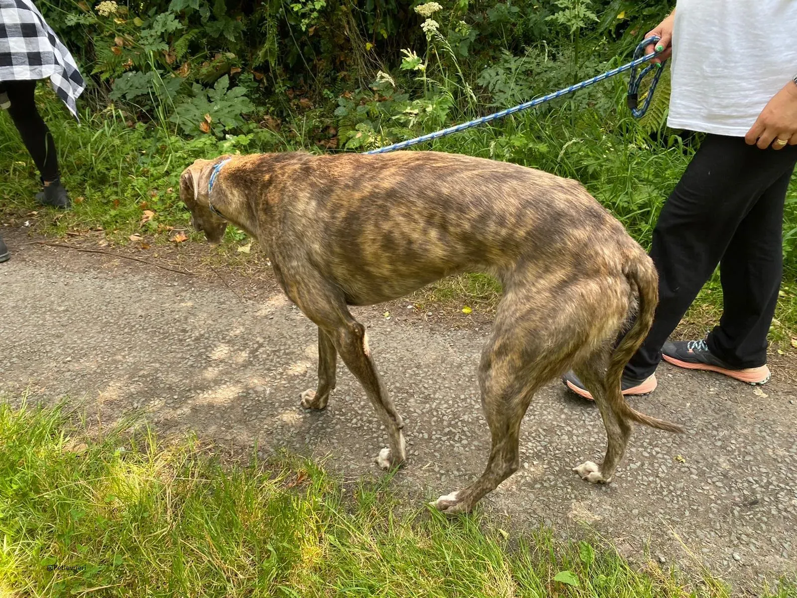 HAROLD Greyhound adozione levrieri 11