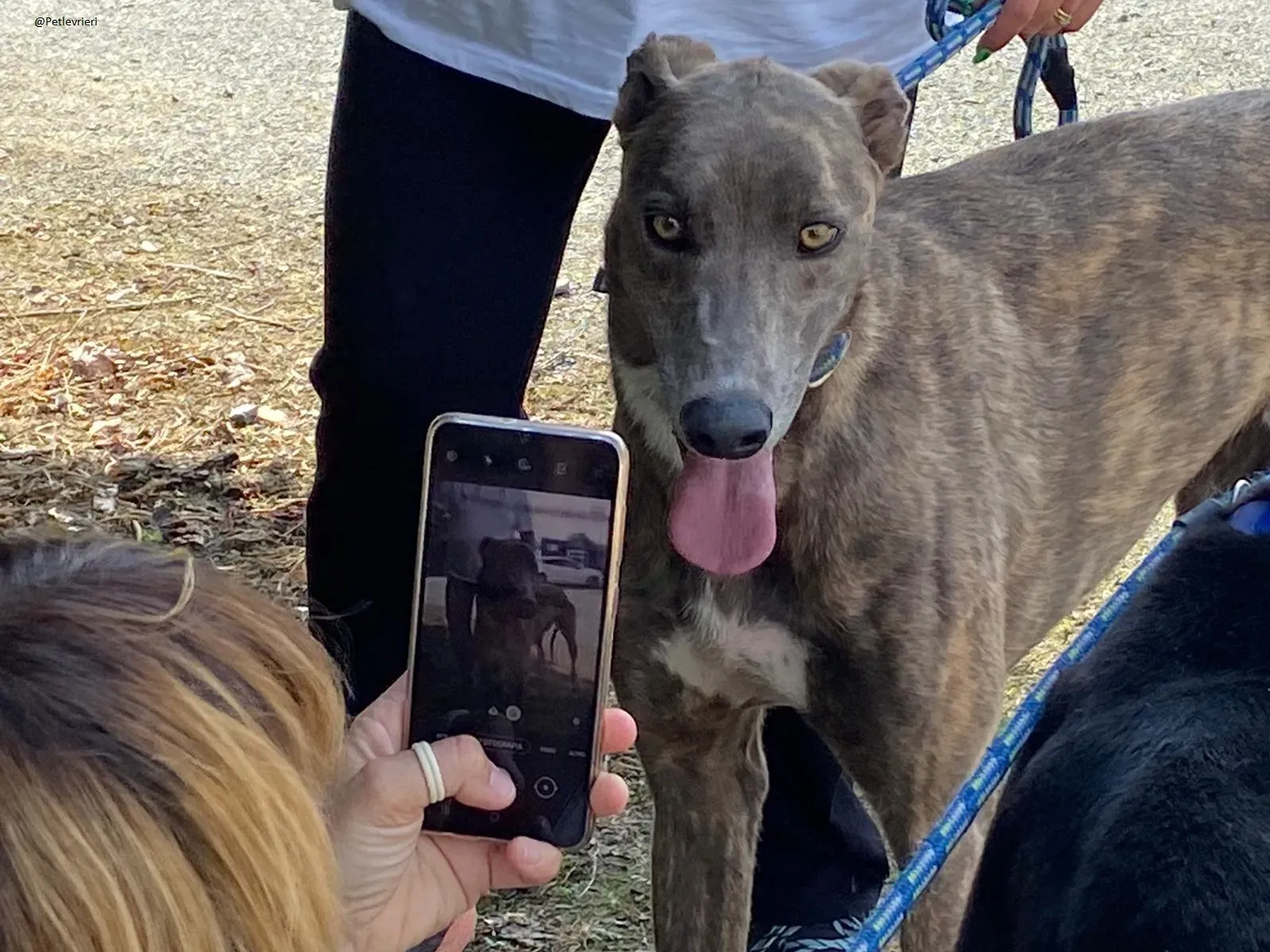 HAROLD Greyhound adozione levrieri 12