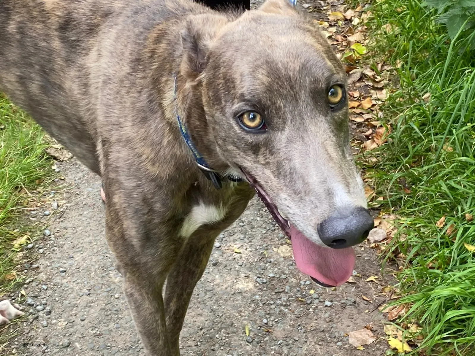 HAROLD Greyhound adozione levrieri 3