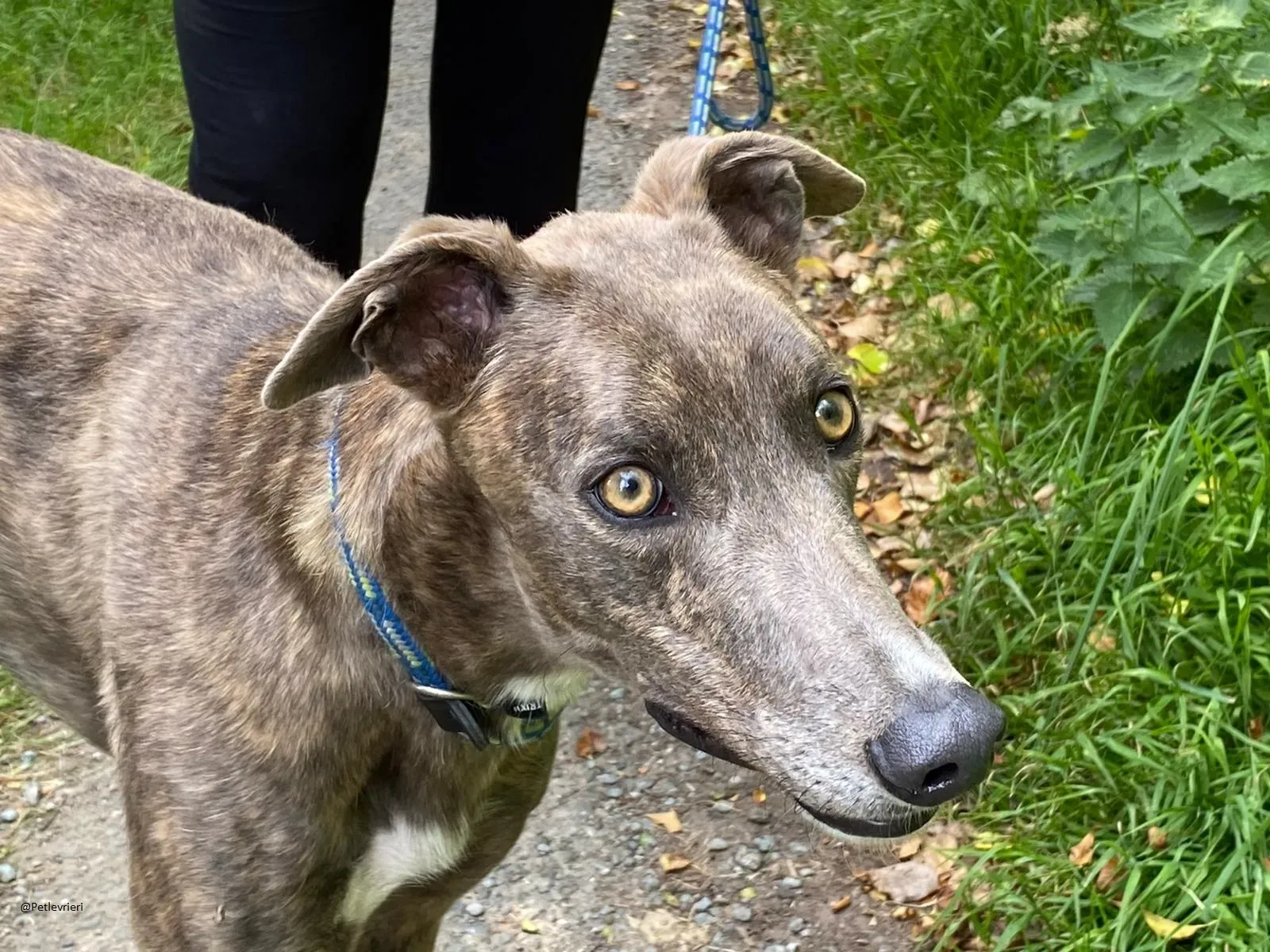 HAROLD Greyhound adozione levrieri 4