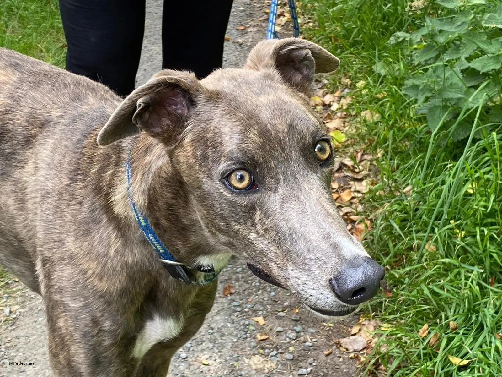 HAROLD Greyhound adozione levrieri 5