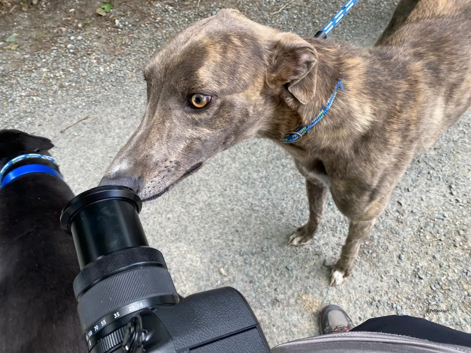 HAROLD Greyhound adozione levrieri 6