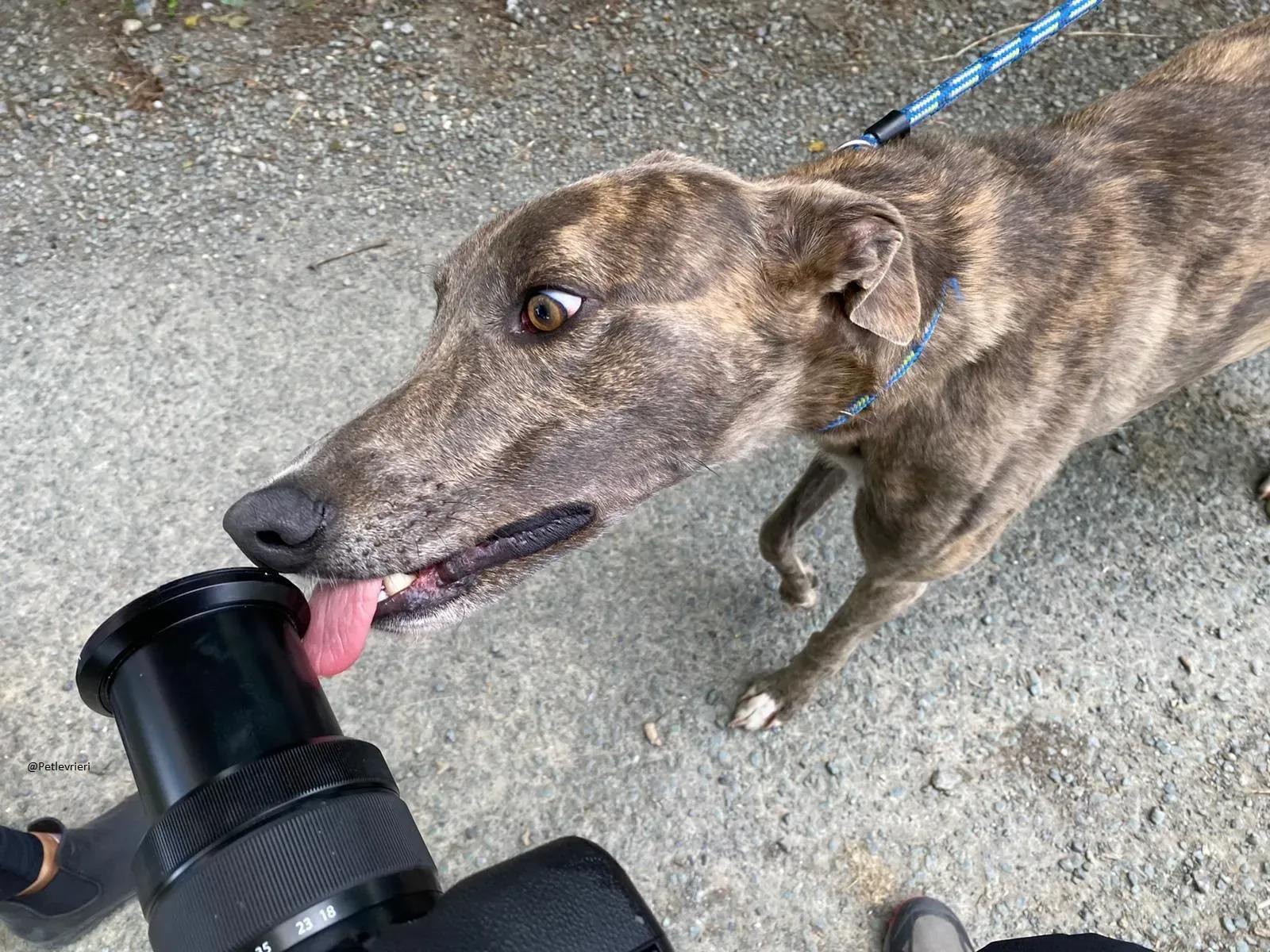 HAROLD Greyhound adozione levrieri 7