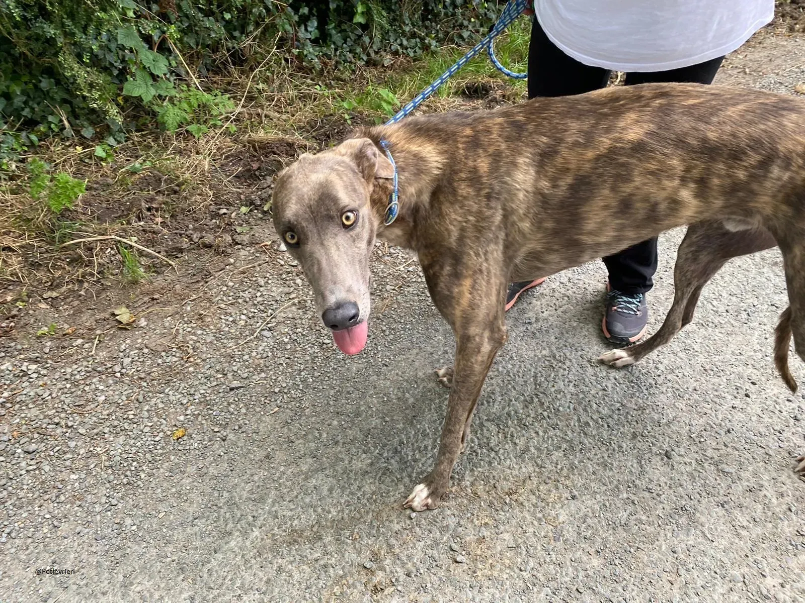 HAROLD Greyhound adozione levrieri 8