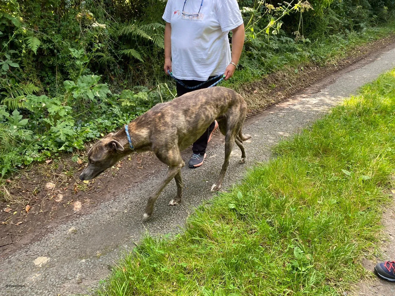 HAROLD Greyhound adozione levrieri 9