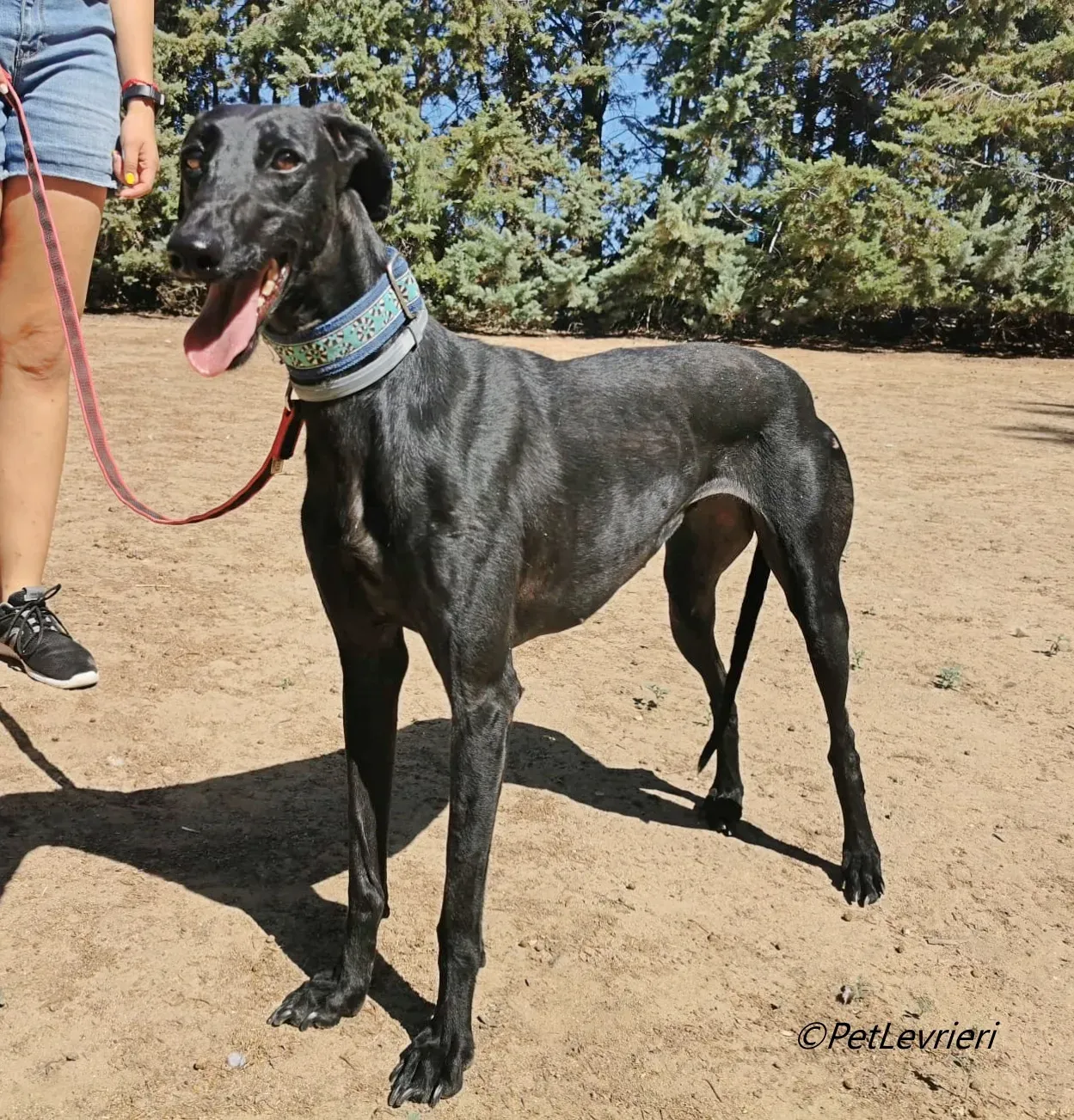 Hada galgo adozione pet levrieri onlus 1