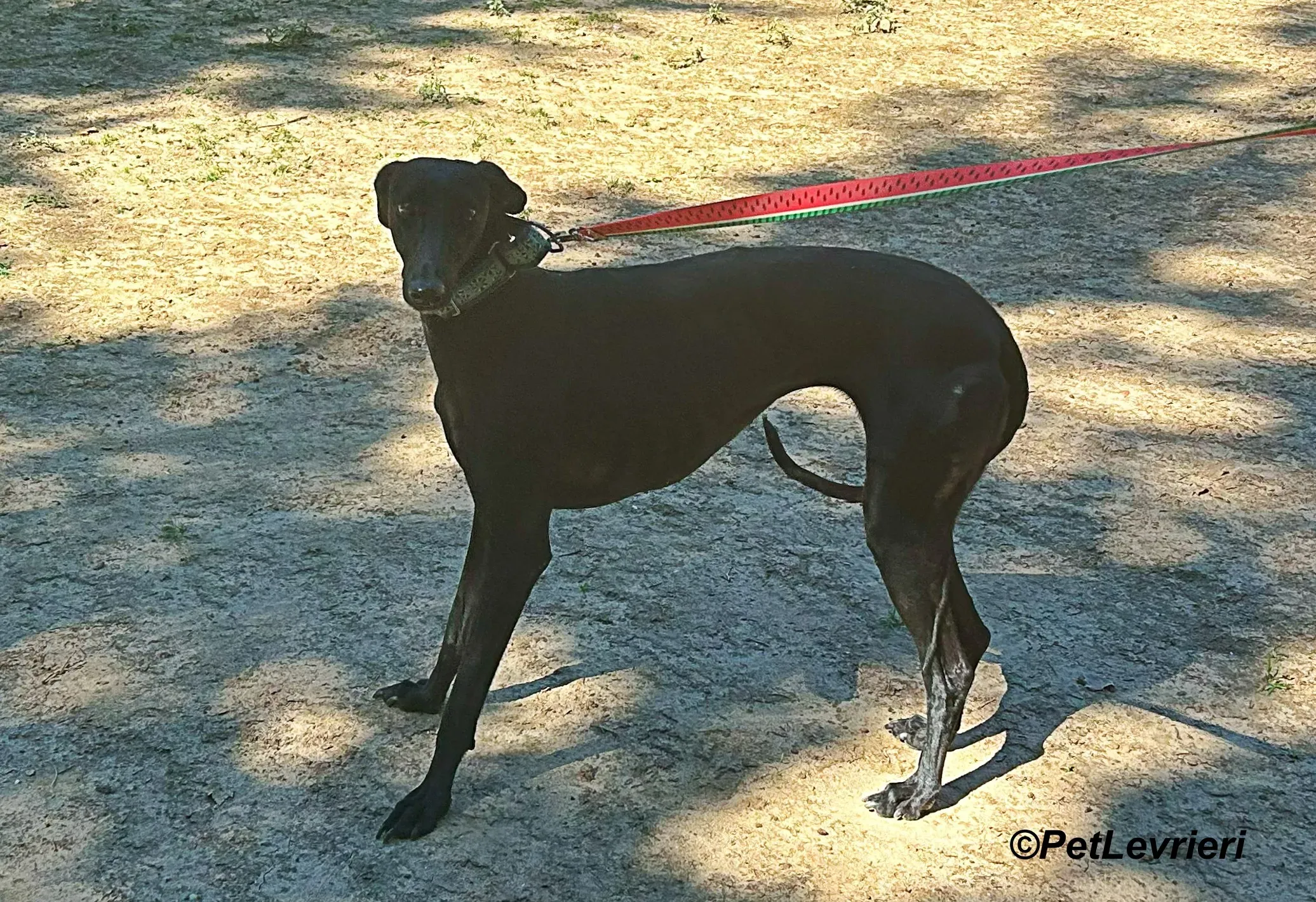 Hada galgo adozione pet levrieri onlus 10