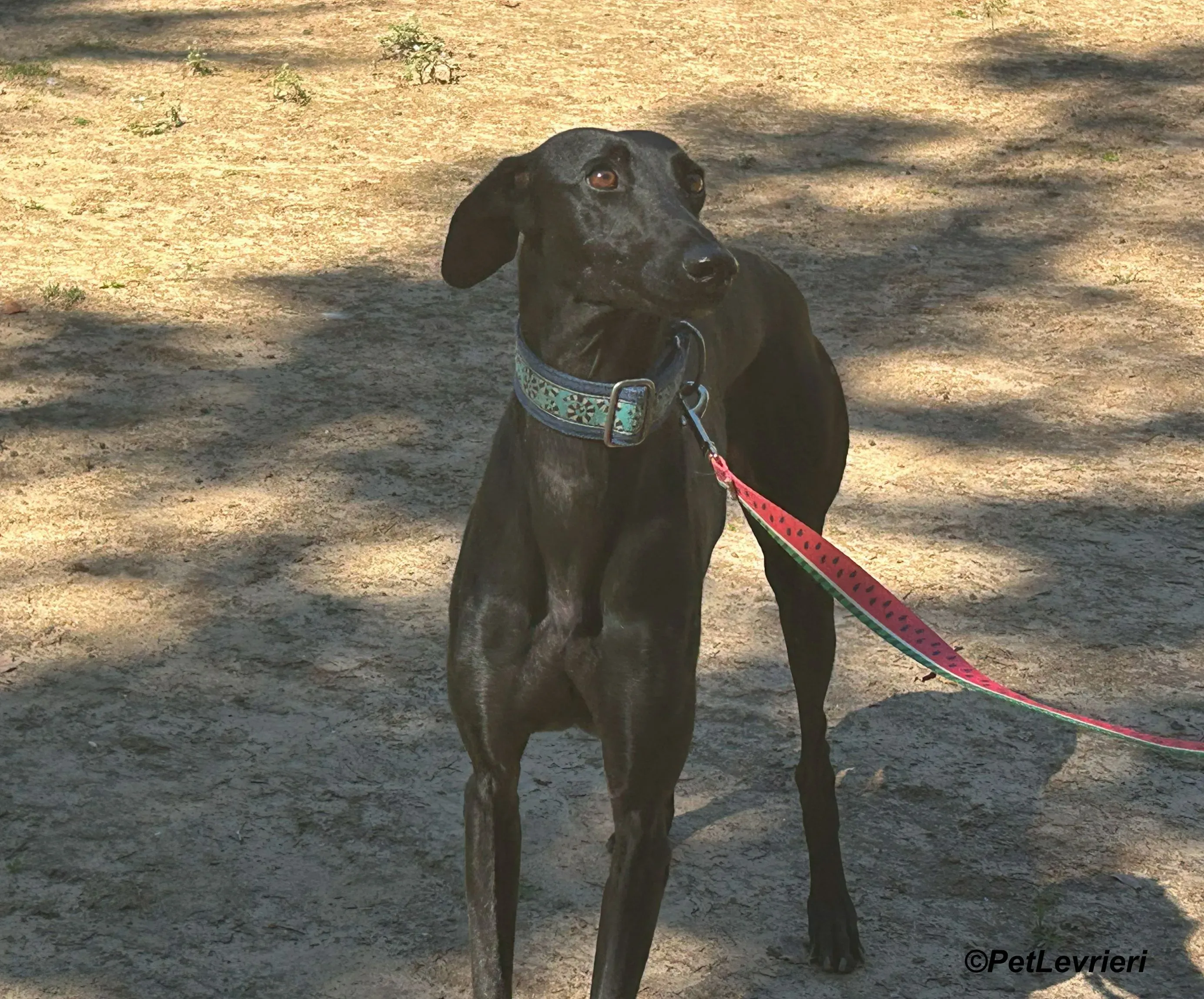 Hada galgo adozione pet levrieri onlus 11 1