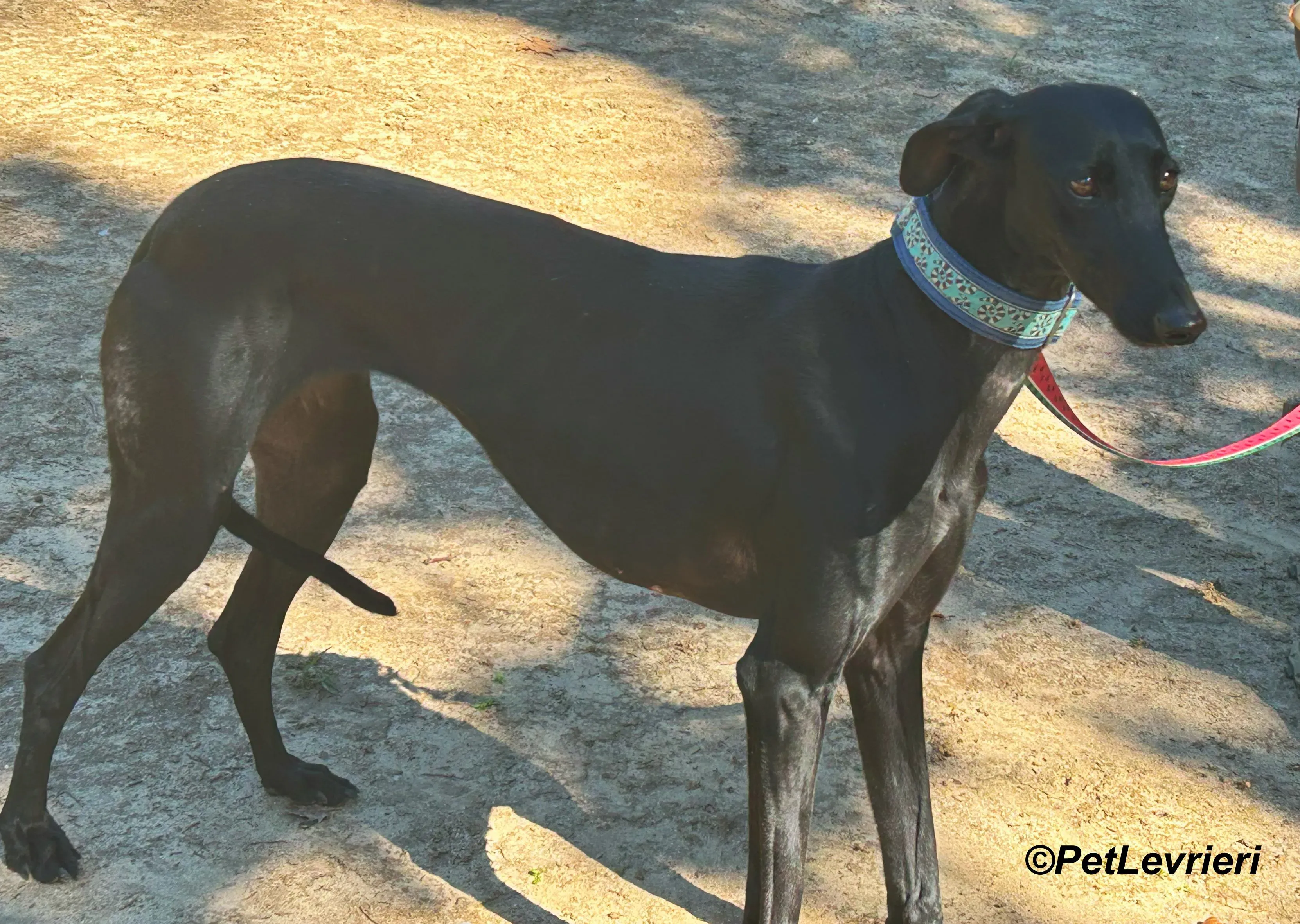 Hada galgo adozione pet levrieri onlus 12