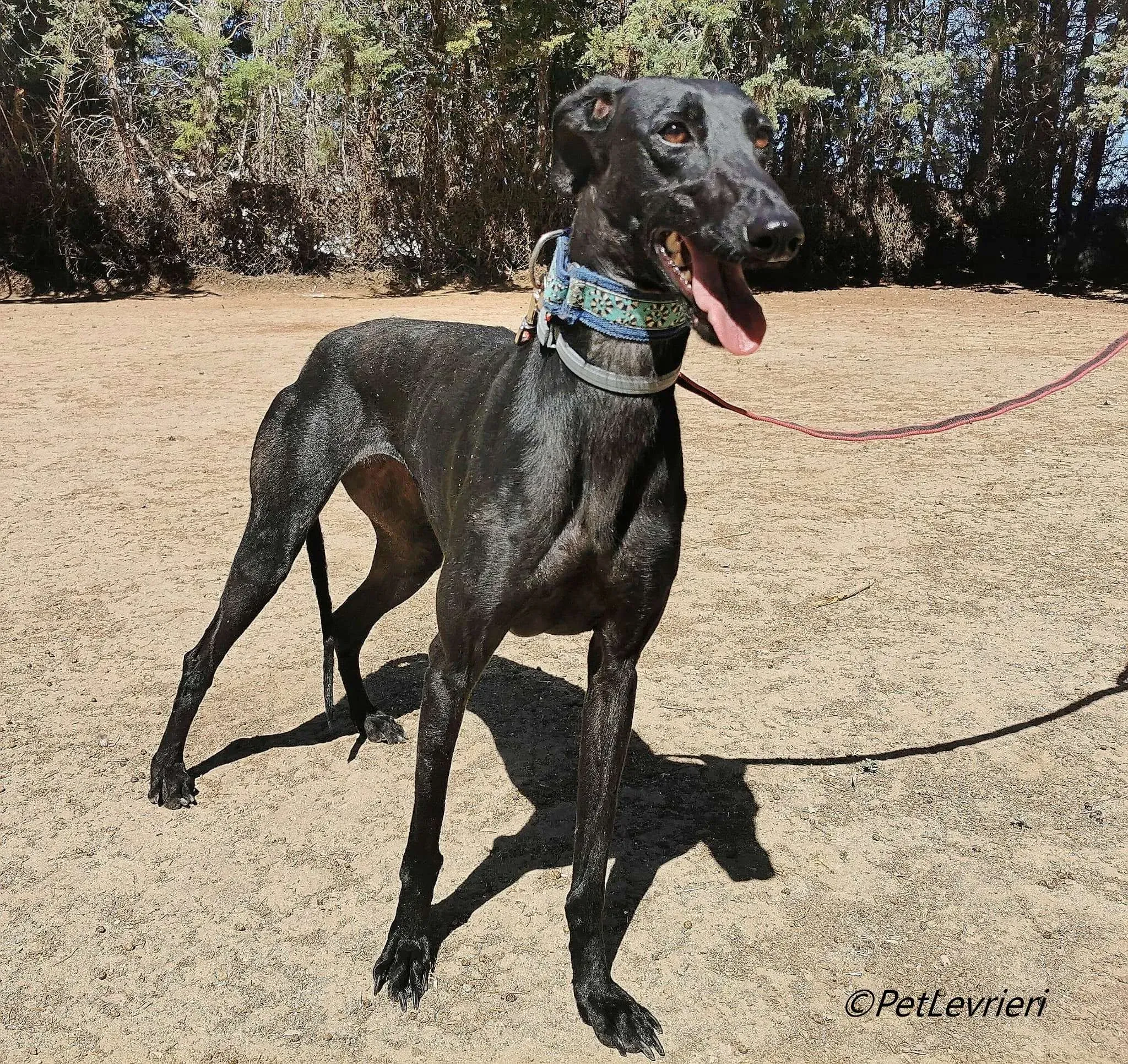 Hada galgo adozione pet levrieri onlus 2