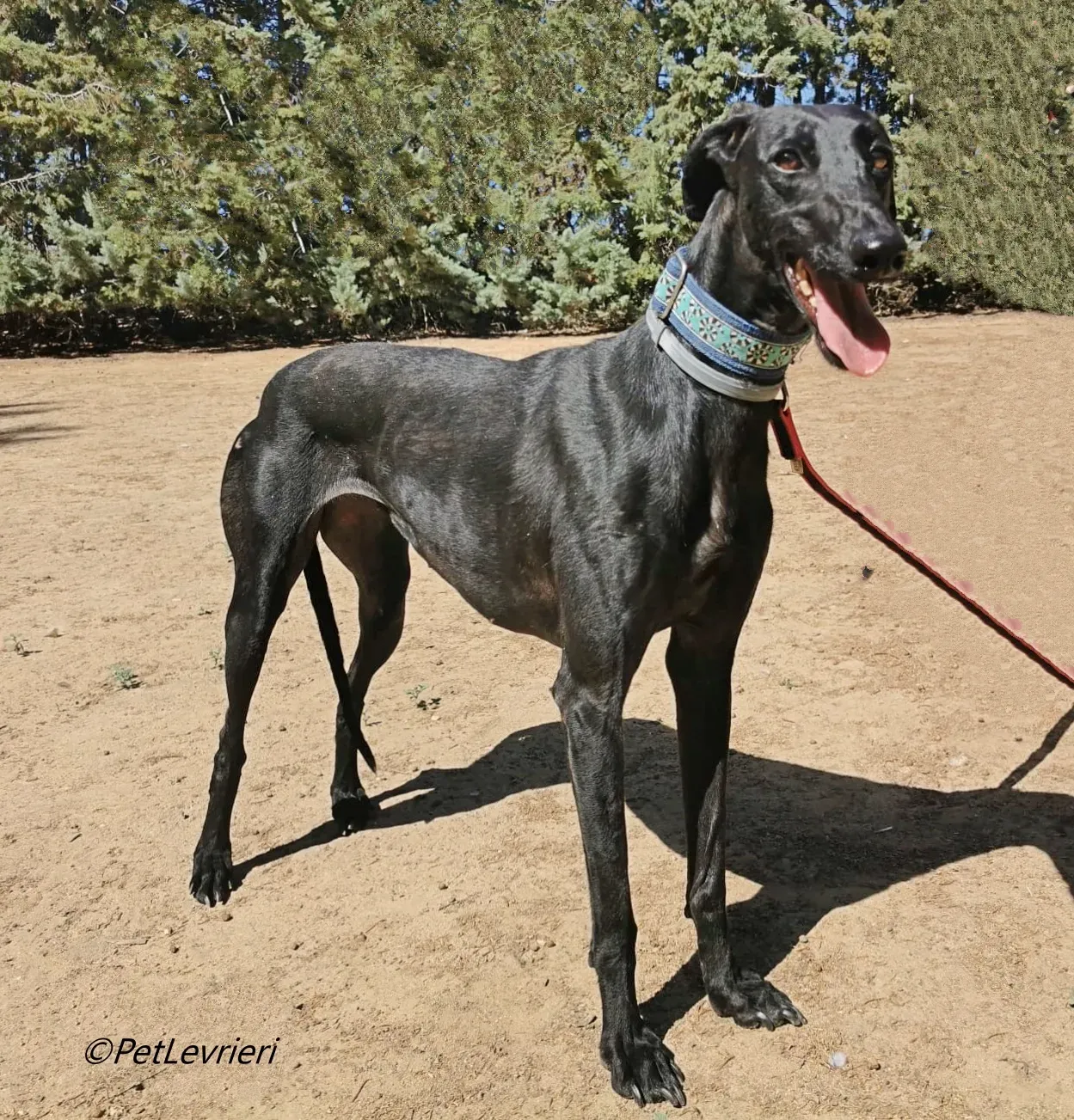 Hada galgo adozione pet levrieri onlus 3