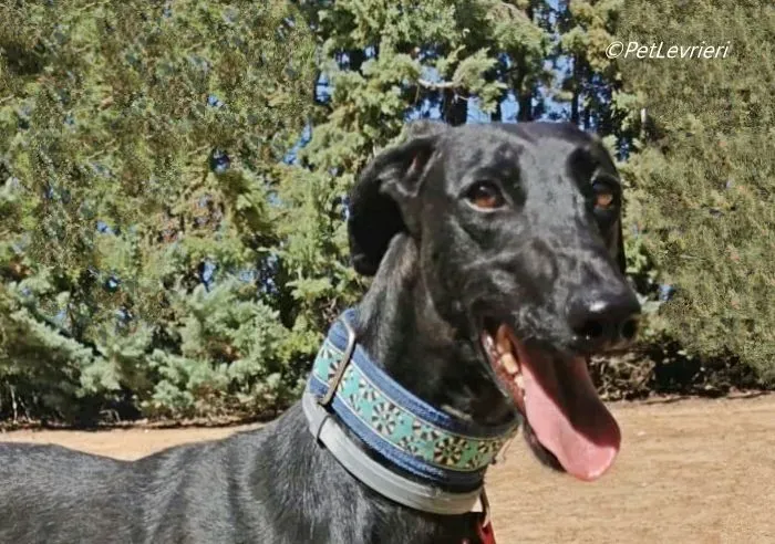 Hada galgo adozione pet levrieri onlus 4 e1694701044361