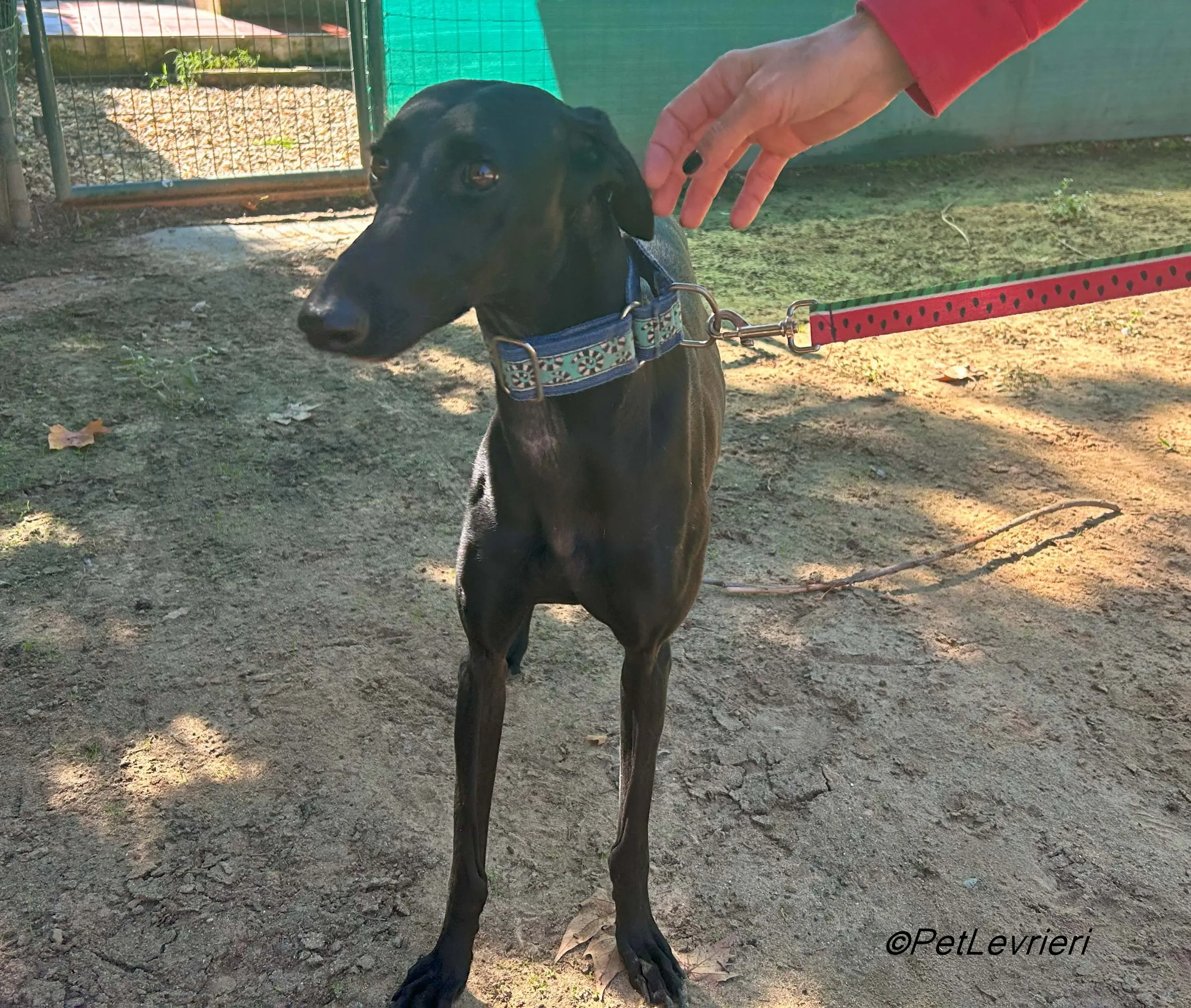 Hada galgo adozione pet levrieri onlus 5