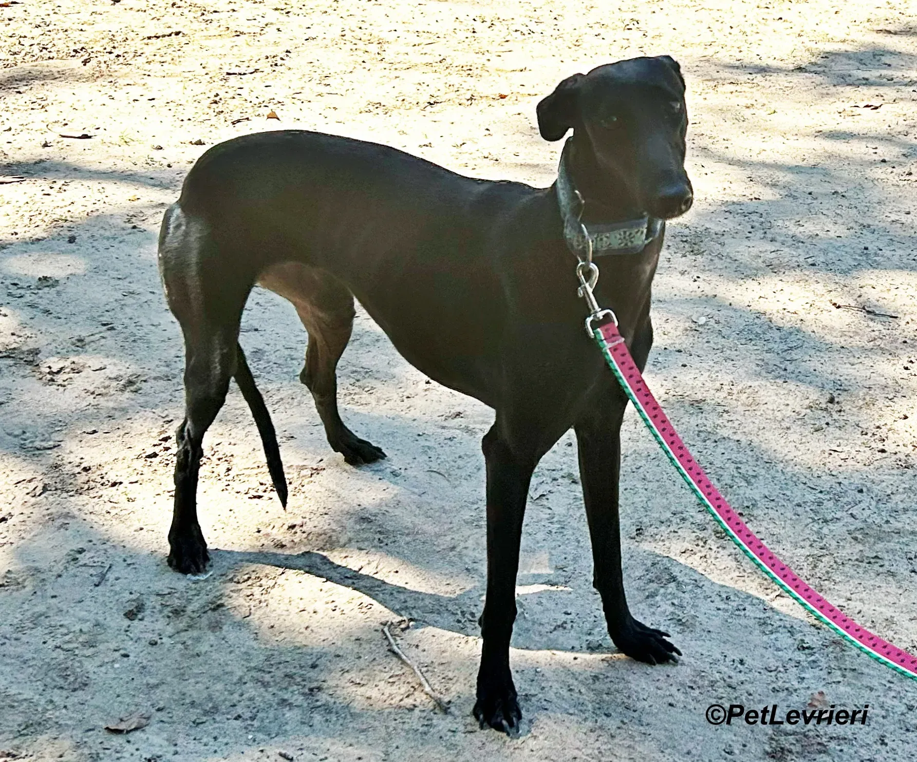 Hada galgo adozione pet levrieri onlus 6 1