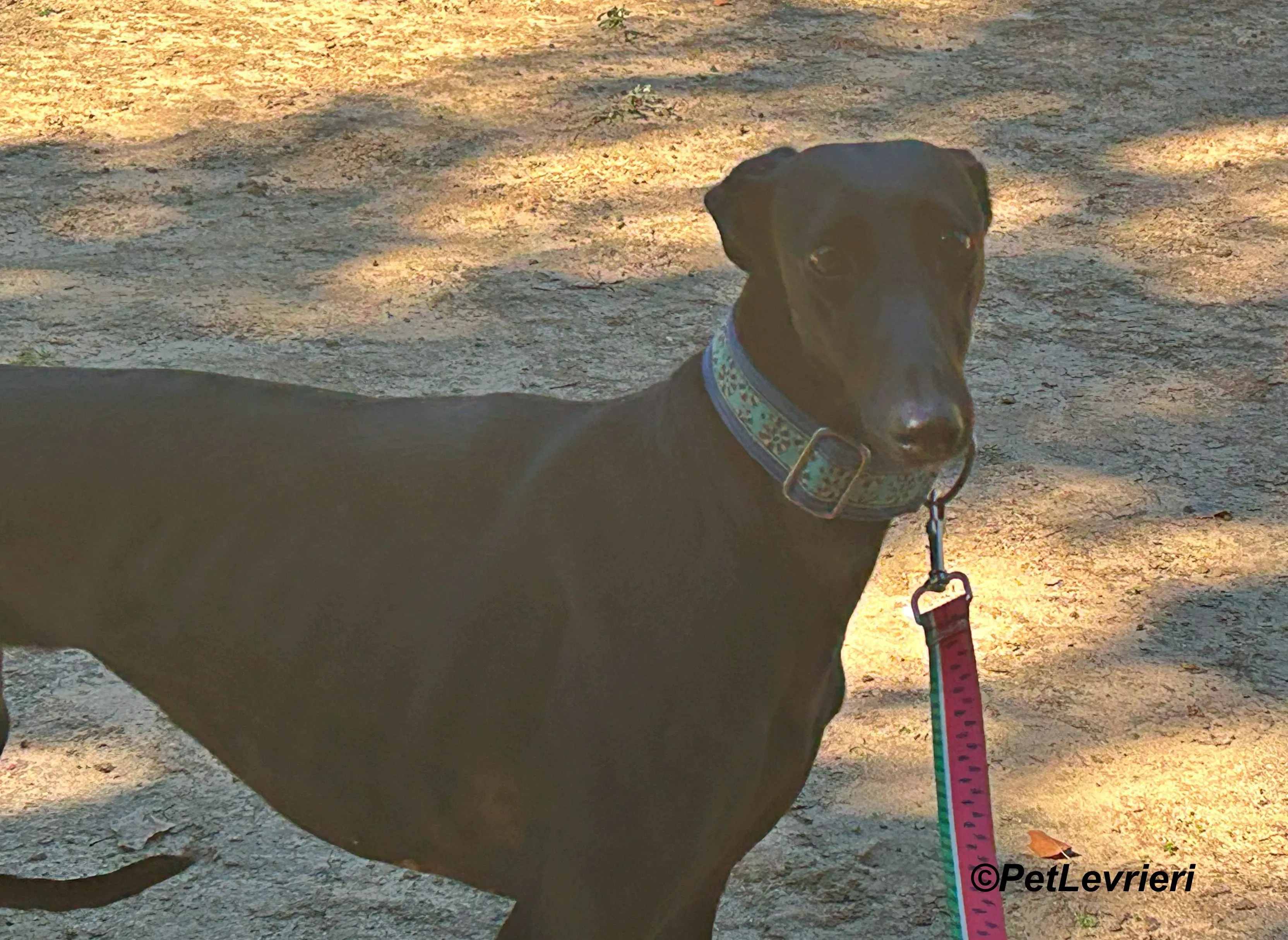 Hada galgo adozione pet levrieri onlus 7