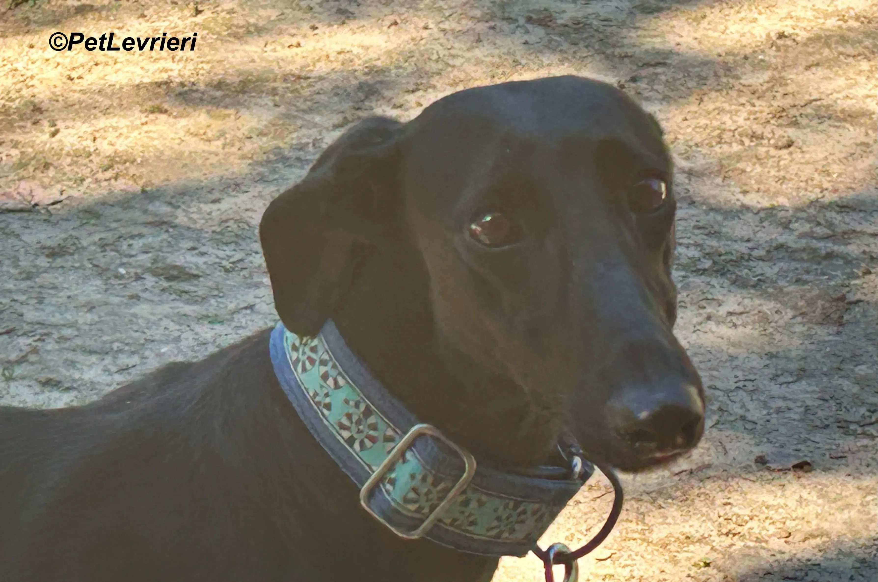 Hada galgo adozione pet levrieri onlus 8 4