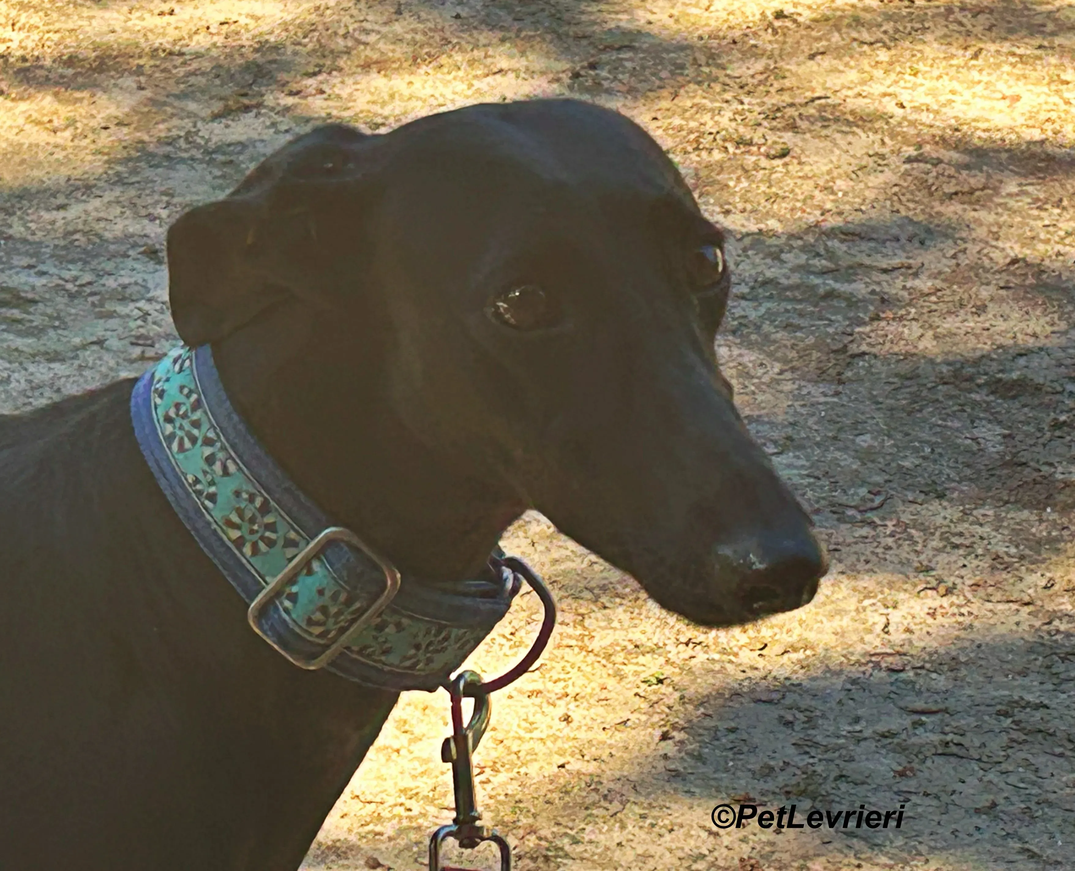 Hada galgo adozione pet levrieri onlus 9