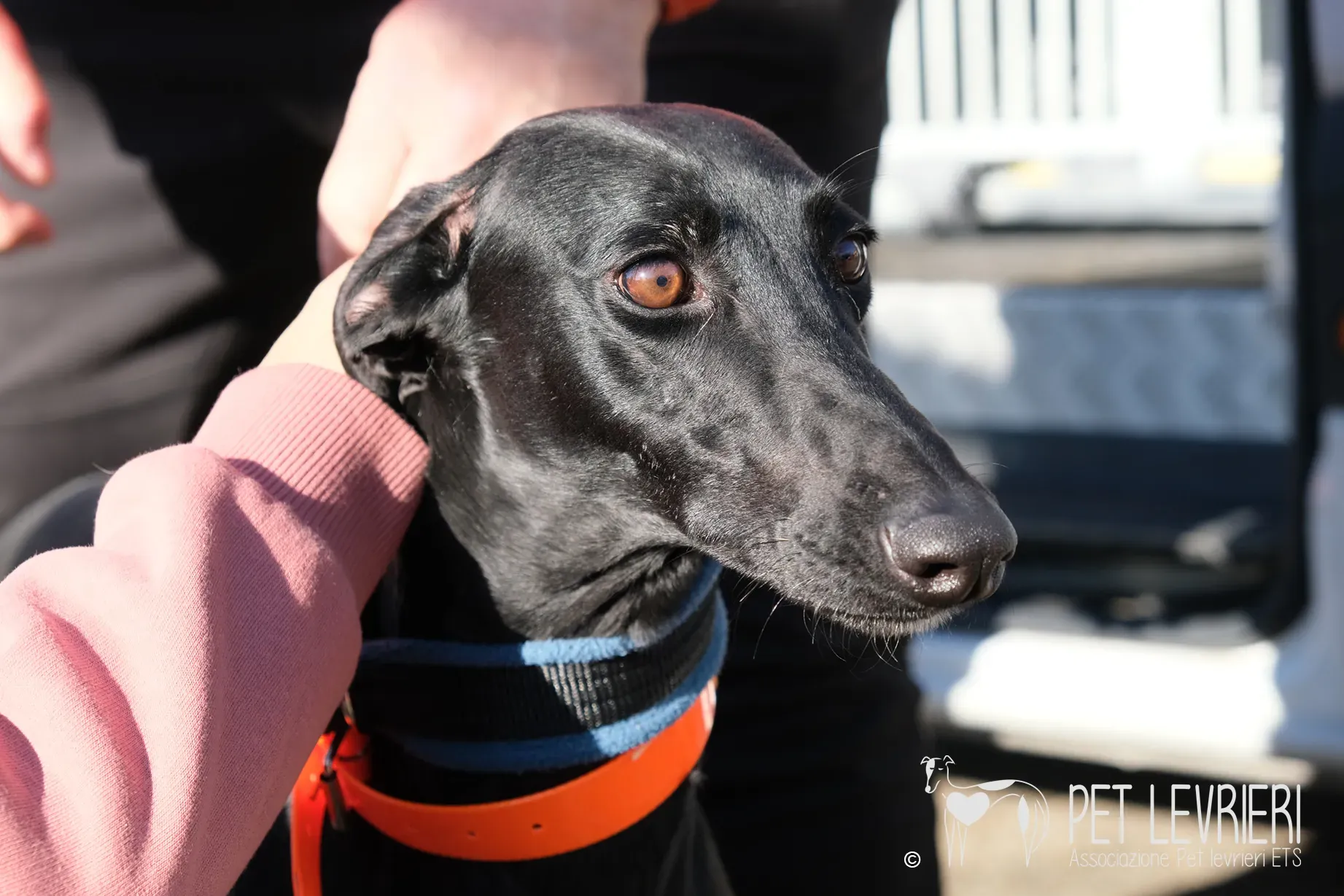 Hada Galgo femmmina nera arrivo 04