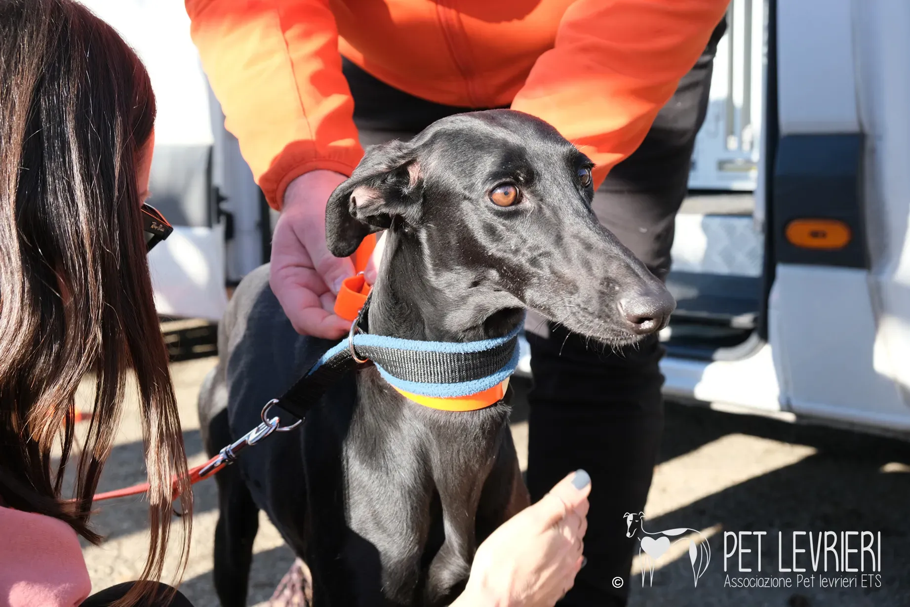 Hada Galgo femmmina nera arrivo 06