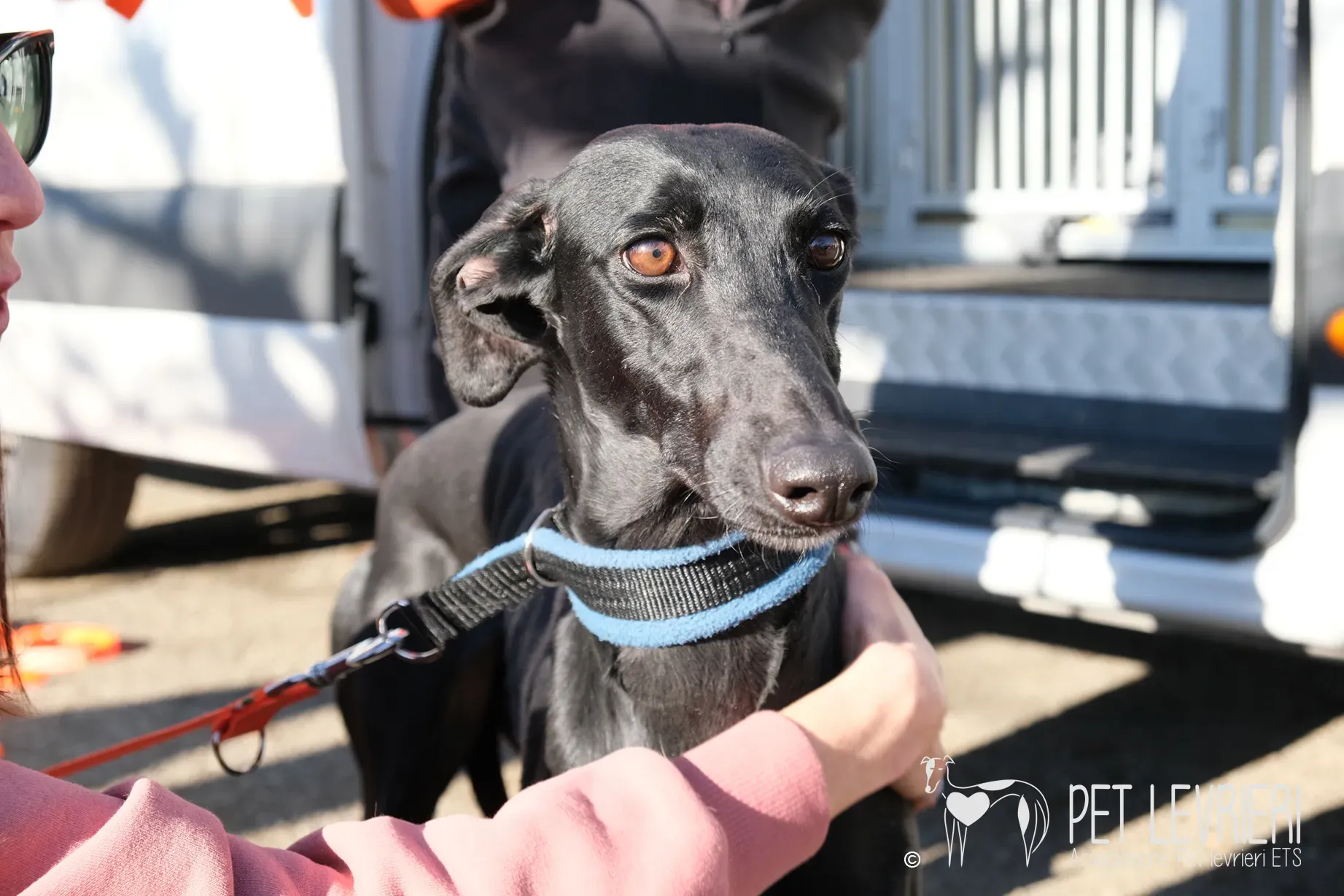 Hada Galgo femmmina nera arrivo 07