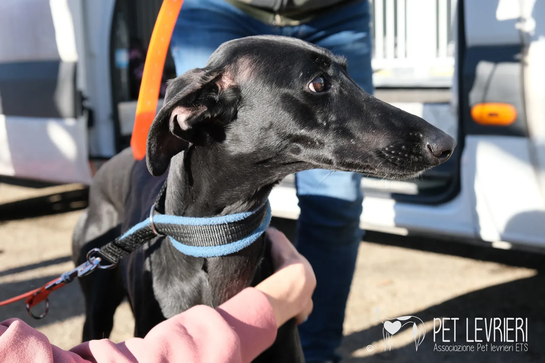 Hada Galgo femmmina nera arrivo 08