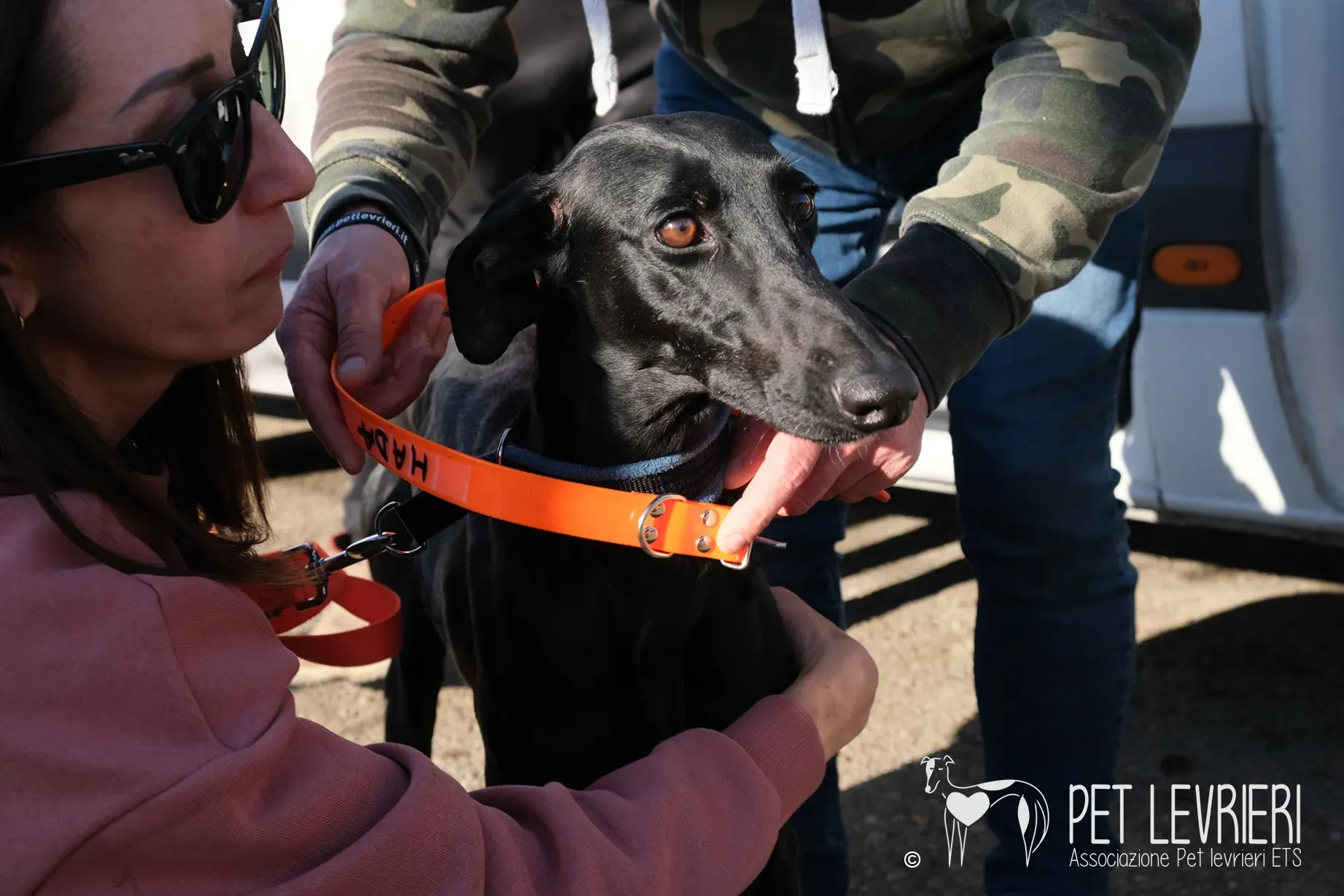 Hada Galgo femmmina nera arrivo 09