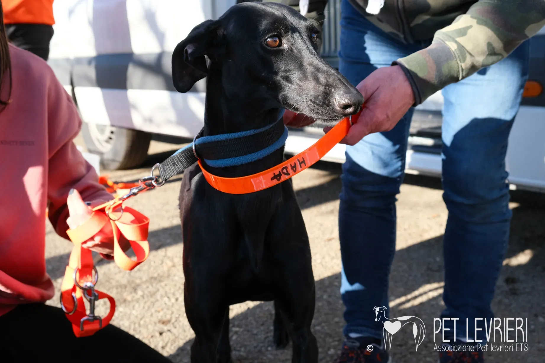 Hada Galgo femmmina nera arrivo 10