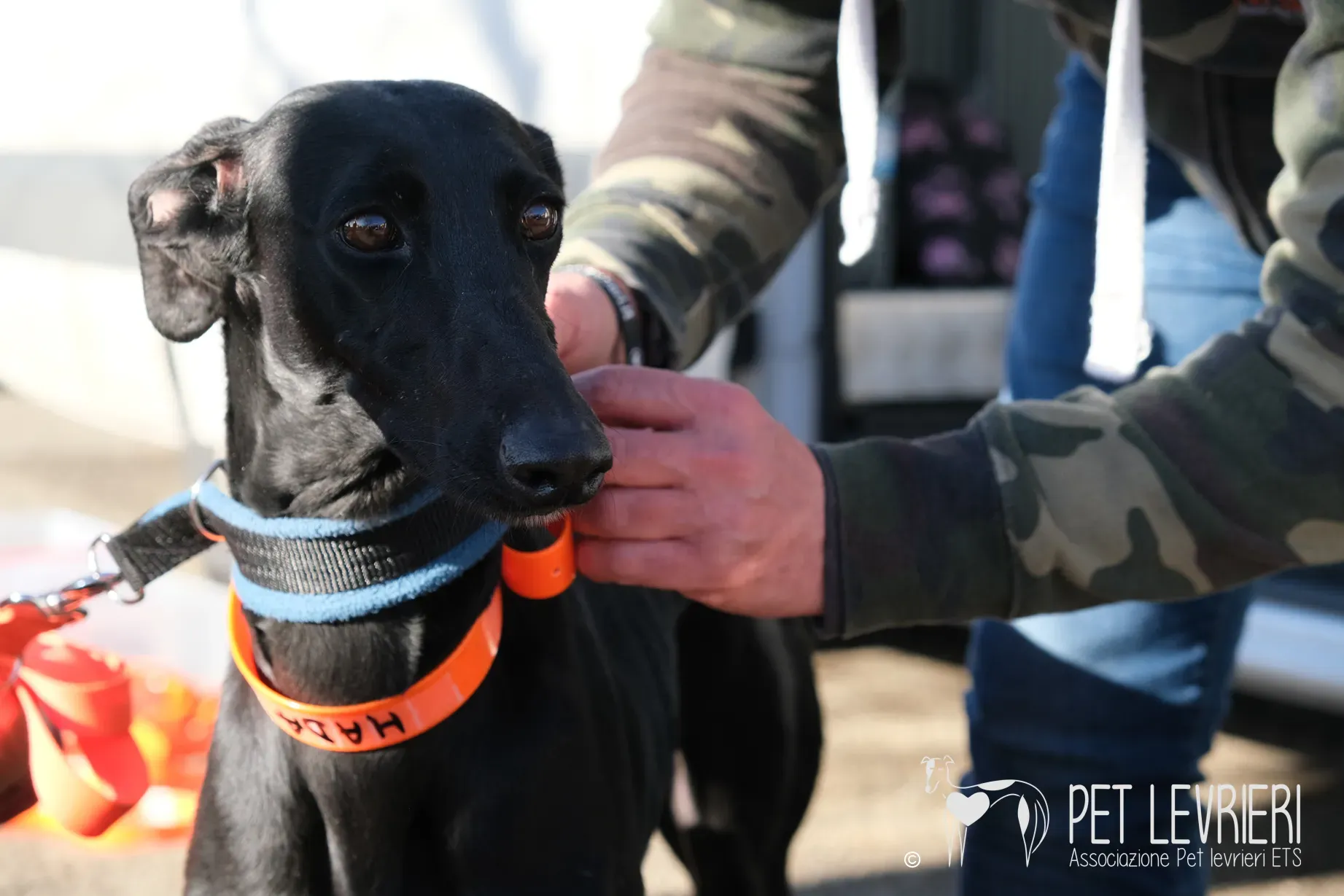 Hada Galgo femmmina nera arrivo 11