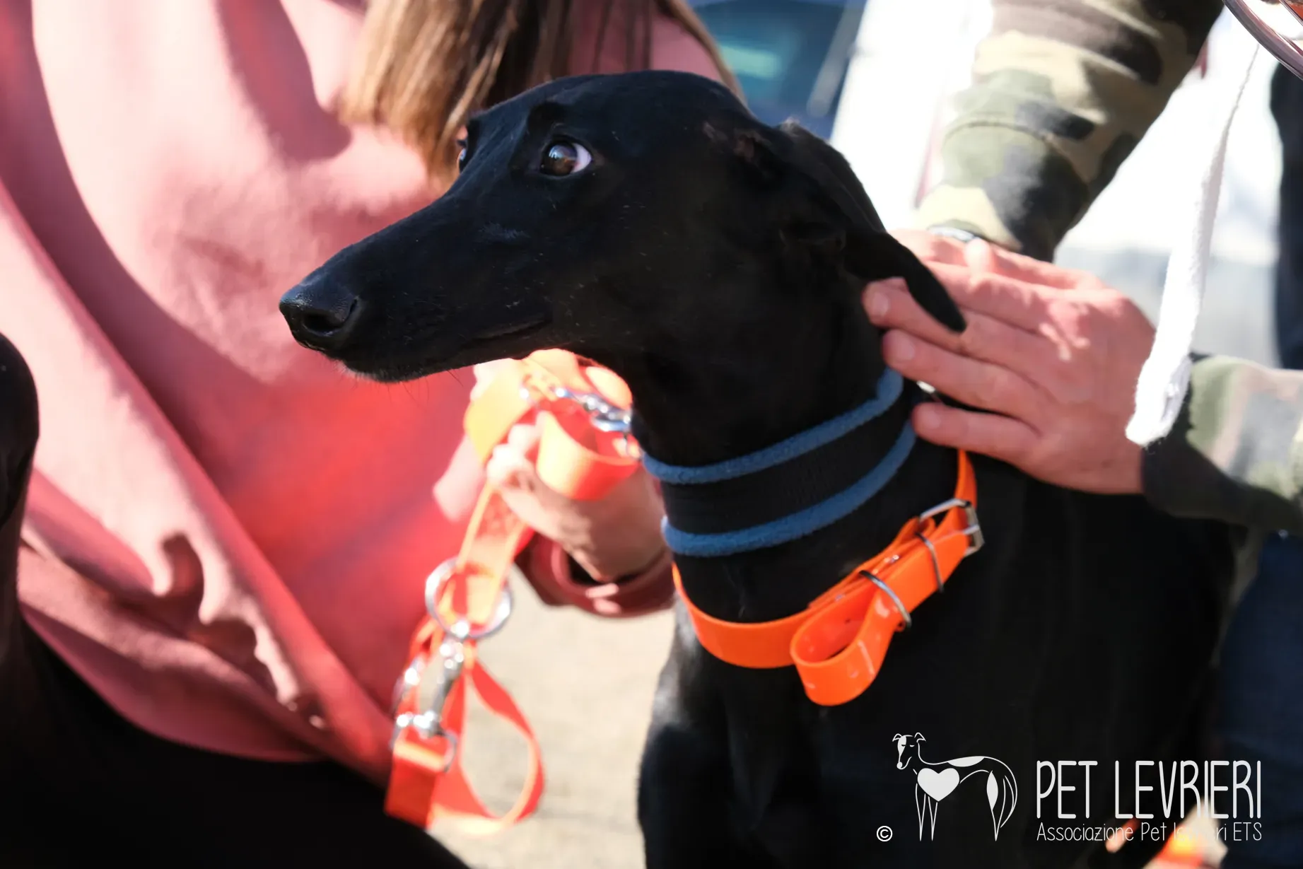 Hada Galgo femmmina nera arrivo 12