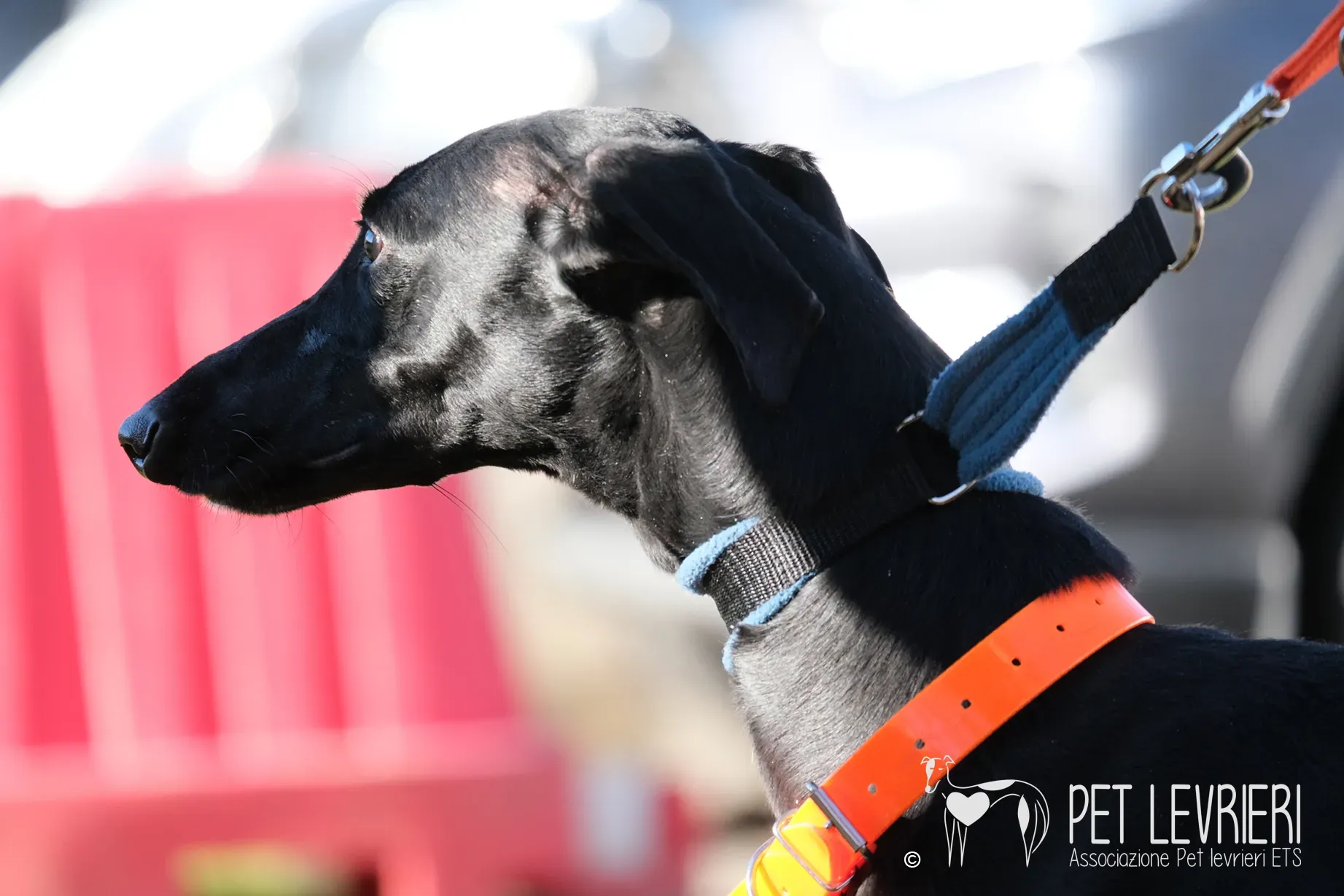 Hada Galgo femmmina nera arrivo 13