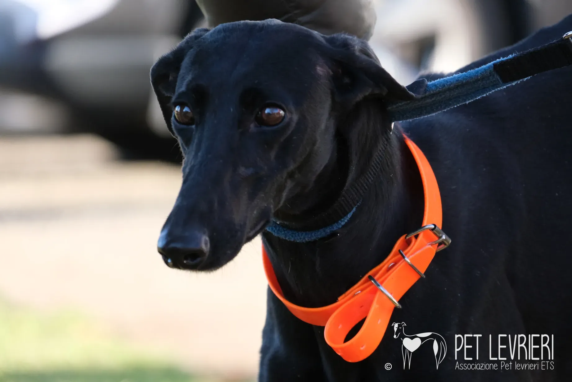 Hada Galgo femmmina nera arrivo 14