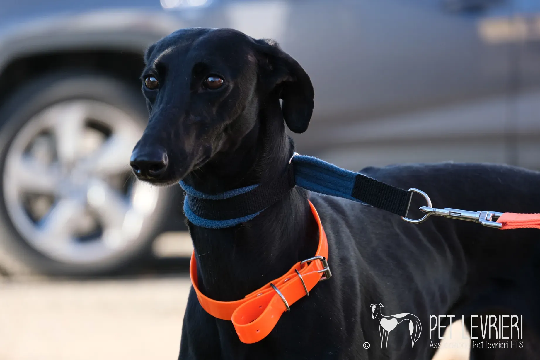 Hada Galgo femmmina nera arrivo 15