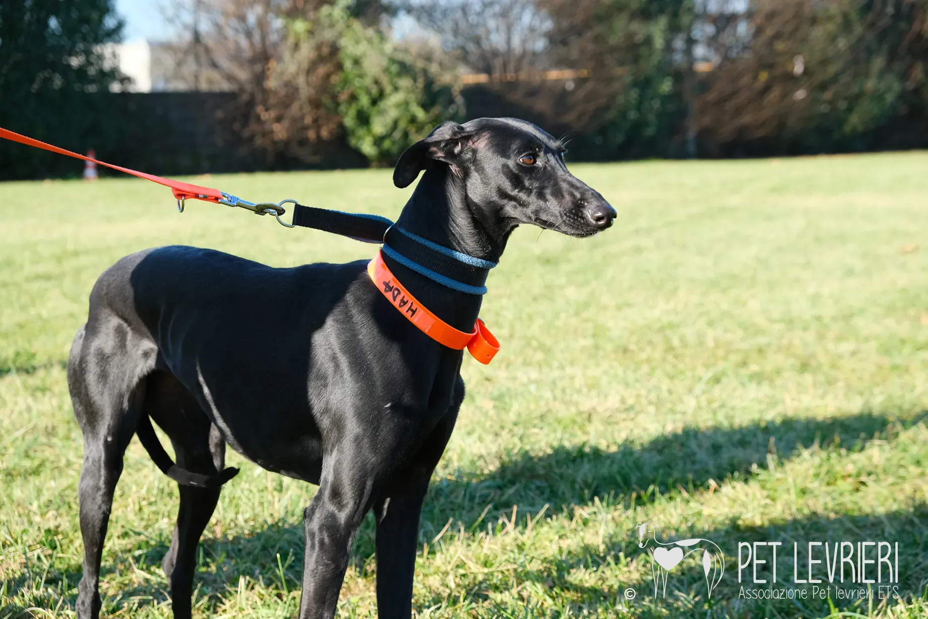 Hada Galgo femmmina nera arrivo 16