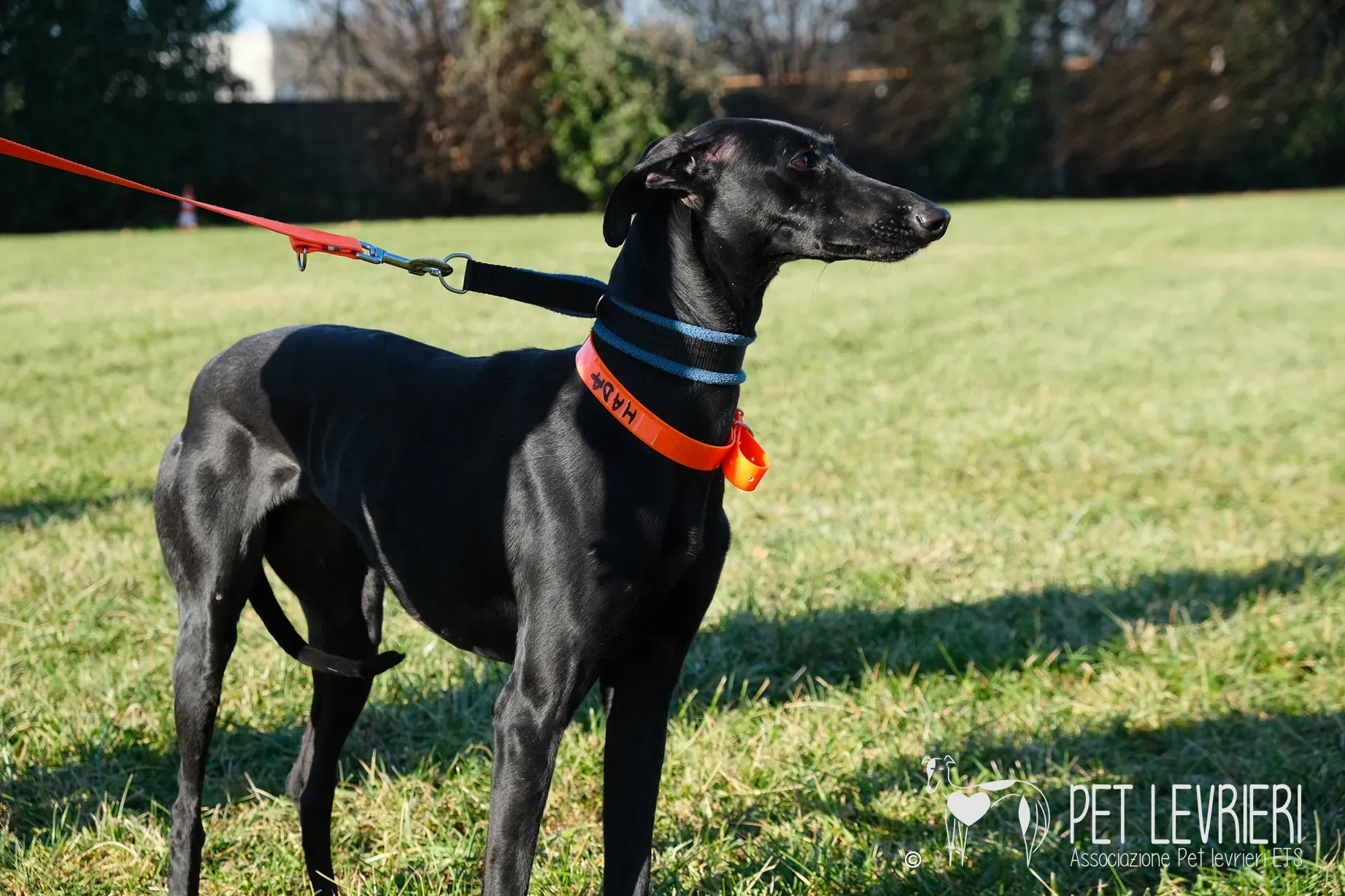 Hada Galgo femmmina nera arrivo 17