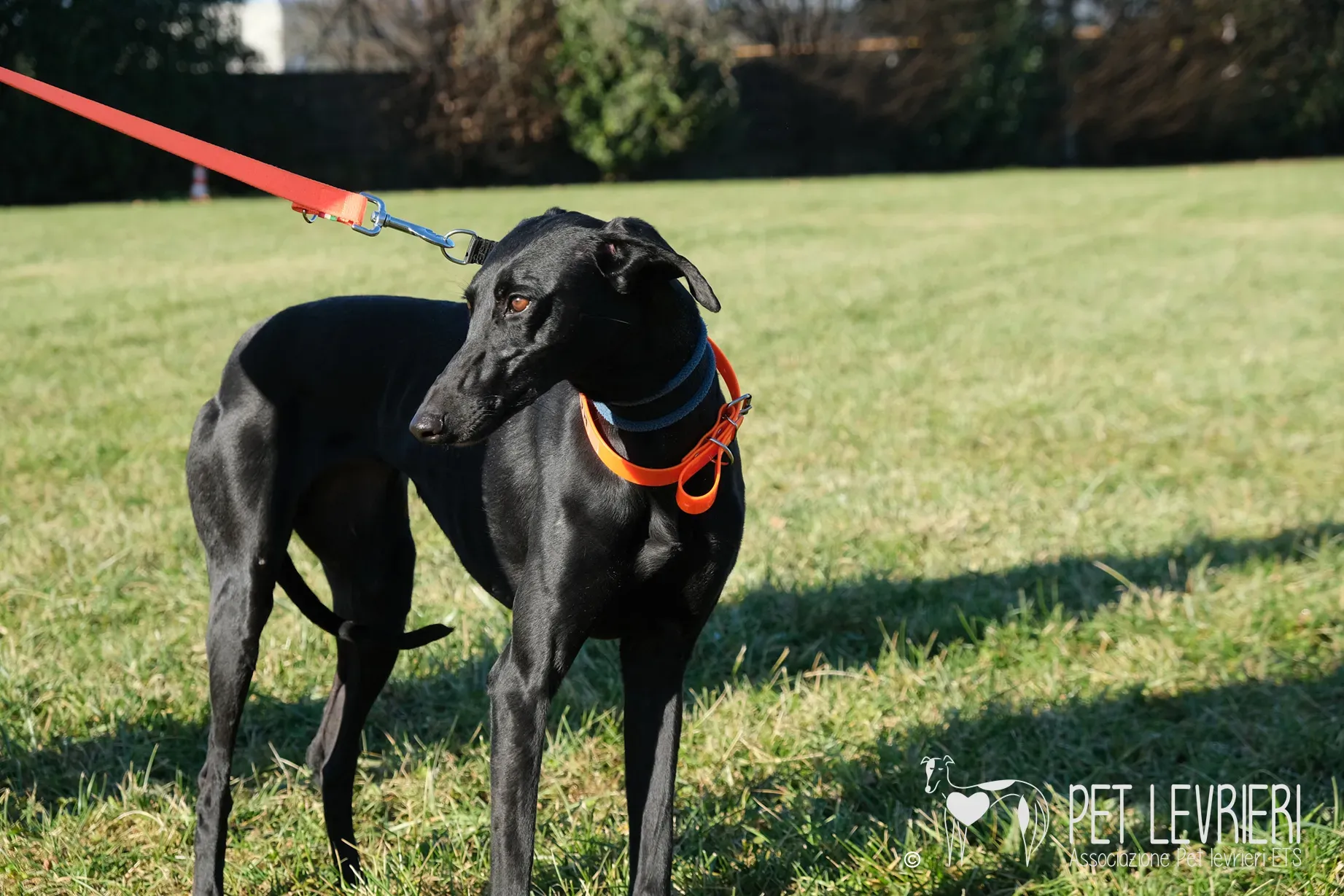 Hada Galgo femmmina nera arrivo 18