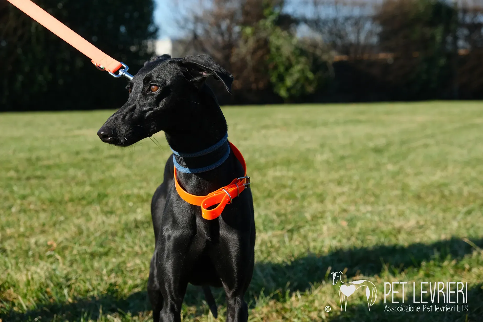 Hada Galgo femmmina nera arrivo 19