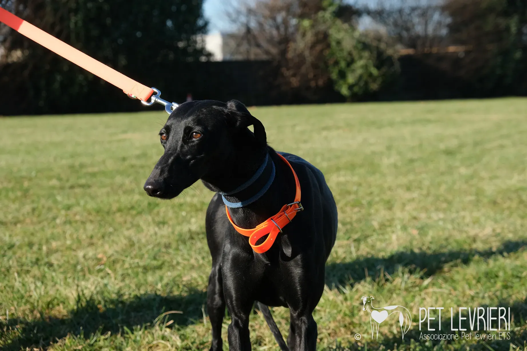 Hada Galgo femmmina nera arrivo 20