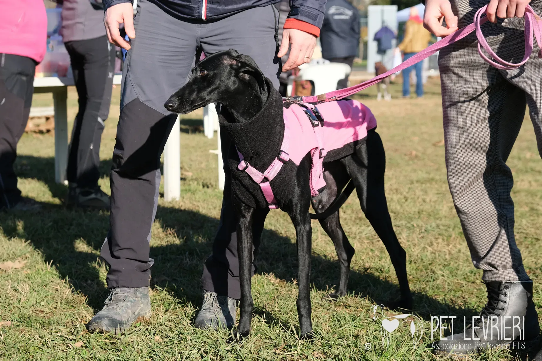 Hada Galgo femmmina nera arrivo 23