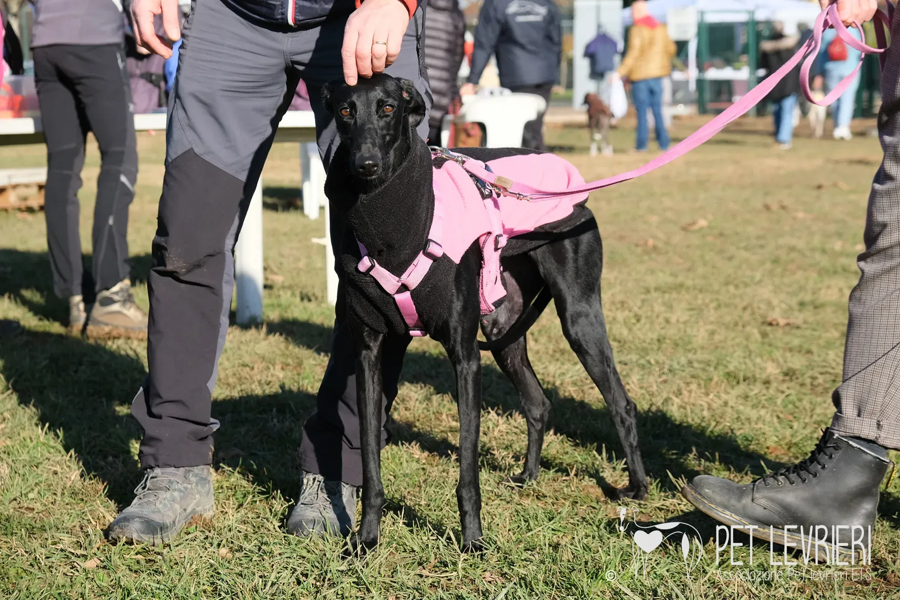 Hada Galgo femmmina nera arrivo 24