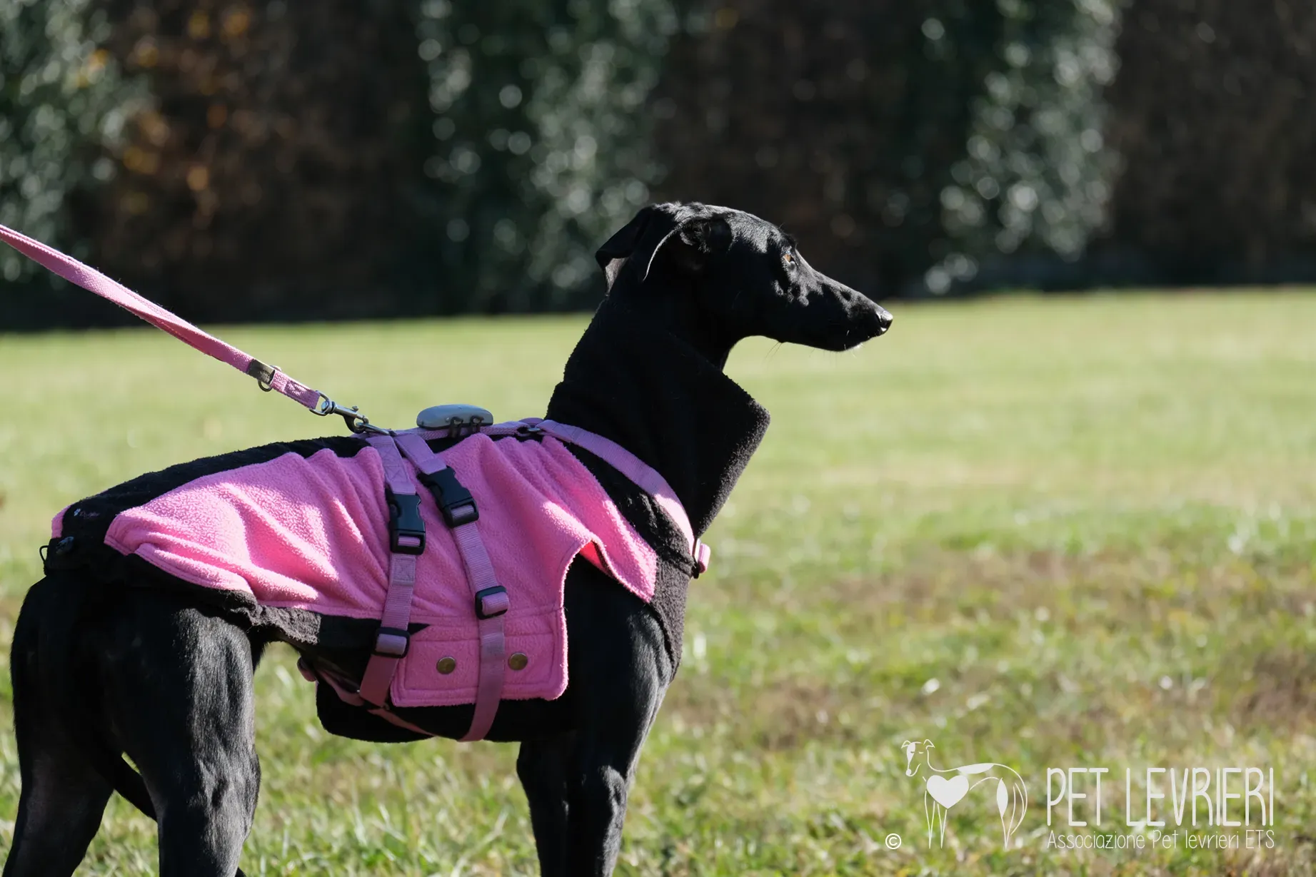 Hada Galgo femmmina nera arrivo 25