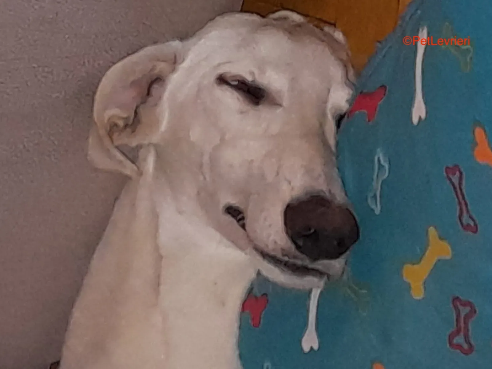 Hades galgo adozione pet levrieri onlus 1 1